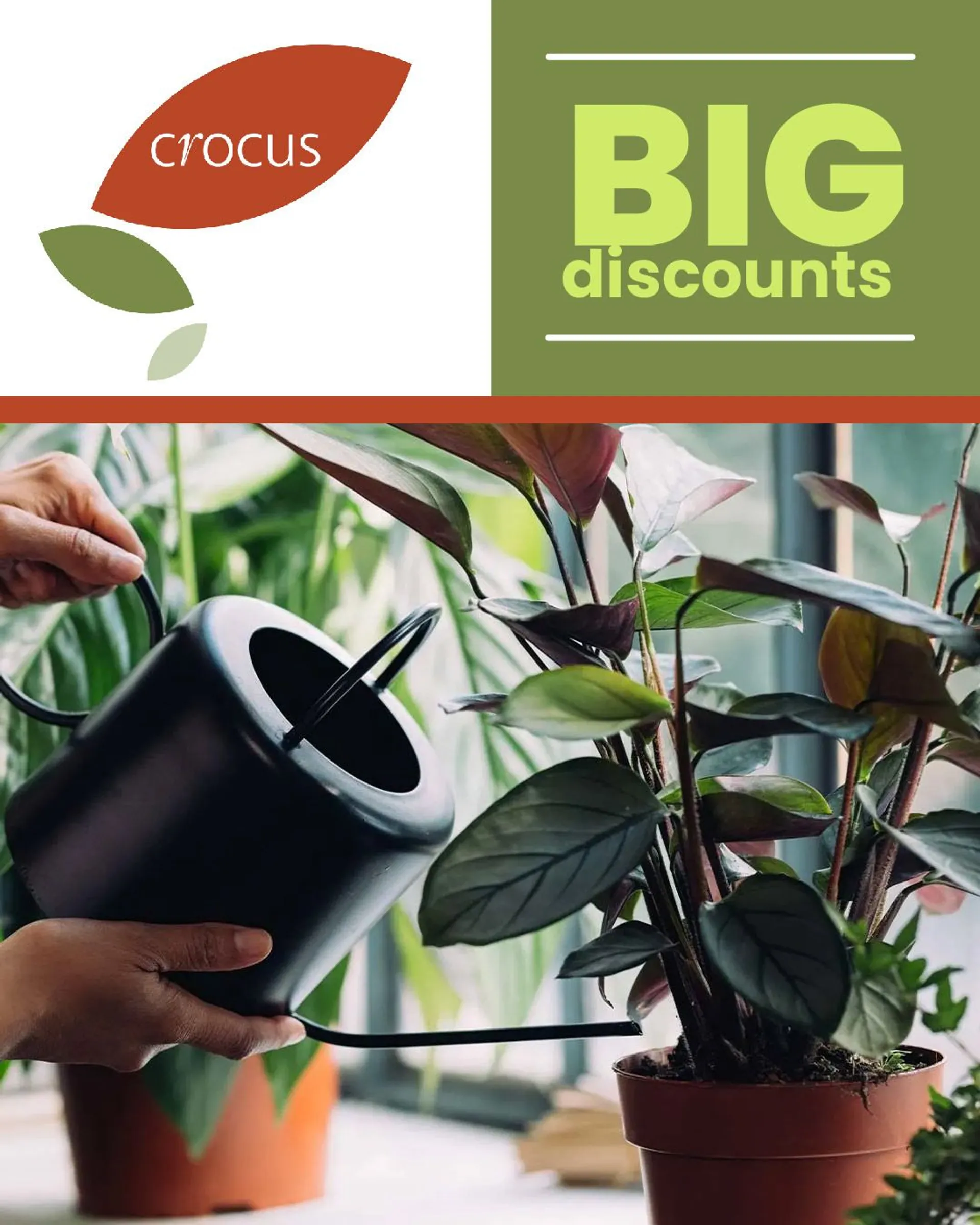 Crocus - Plants from 21 February to 26 February 2024 - Catalogue Page 