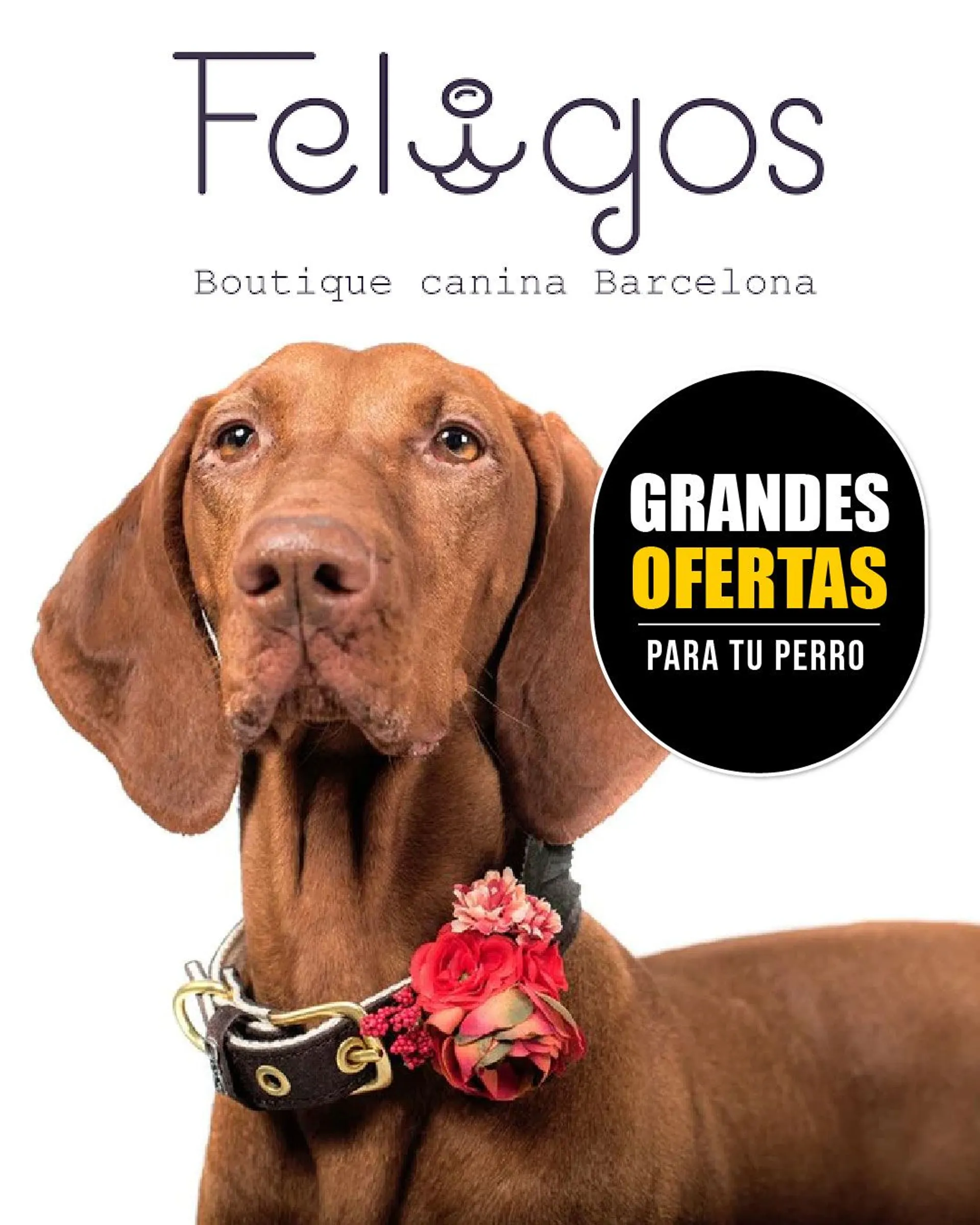 Catálogo de Feligos - Perros 16 de febrero al 21 de febrero 2024 - Página 