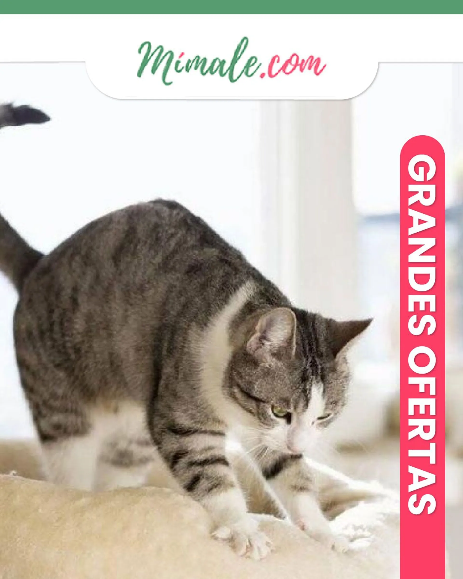 Catálogo de MiMale - Macotas gatos 26 de febrero al 2 de marzo 2024 - Página 
