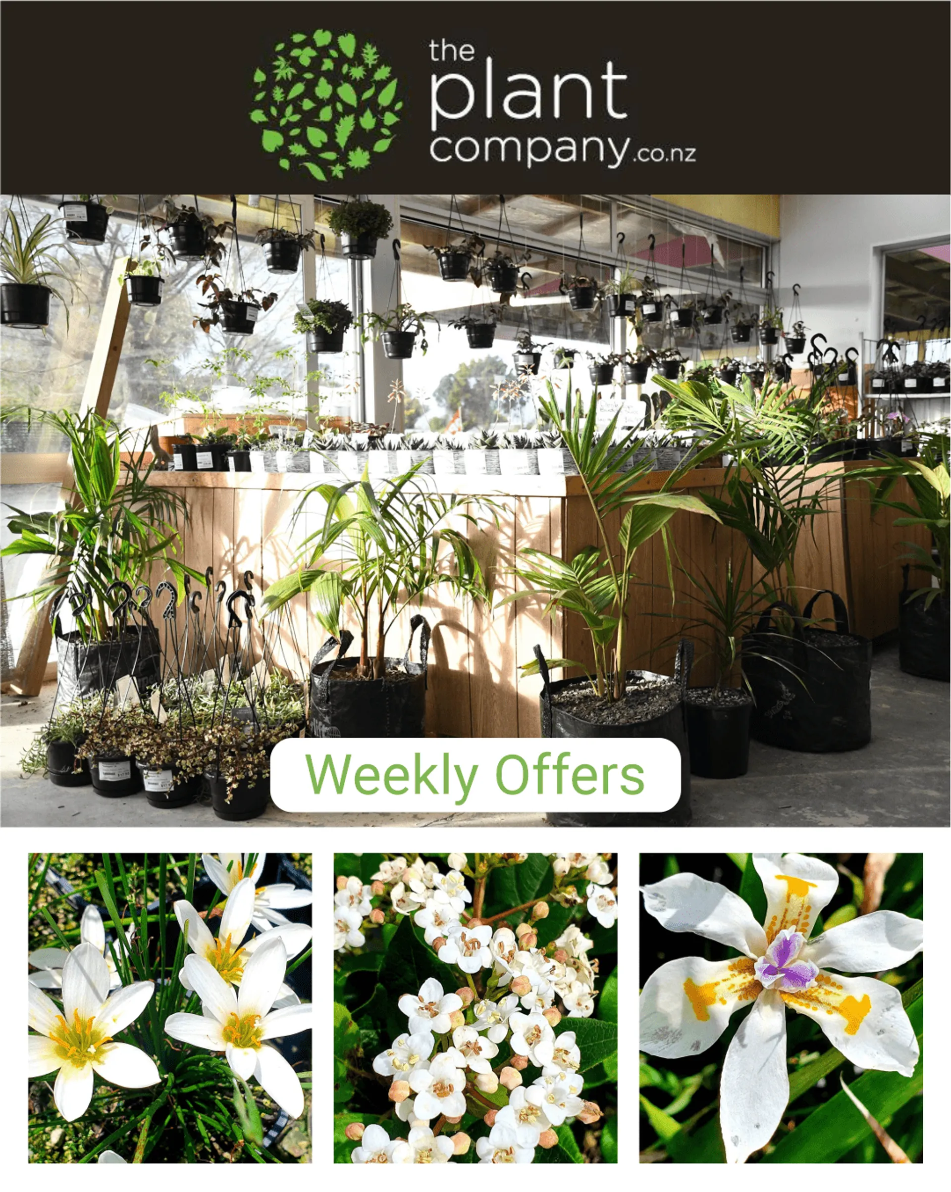Offers on plants, grass and accessories. - 1 May 6 May 2024 - Page 1