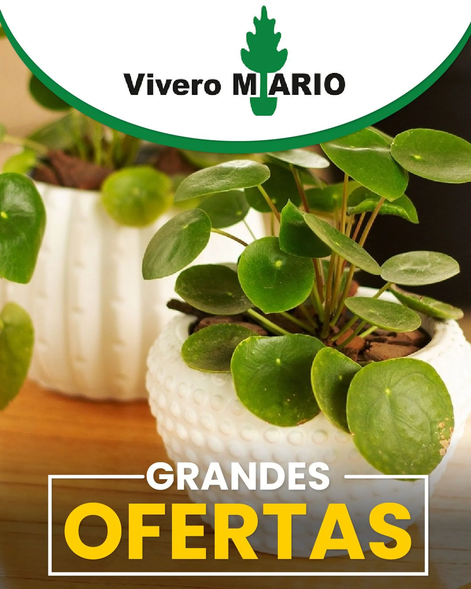 Vivero Mario ofertas de la semana