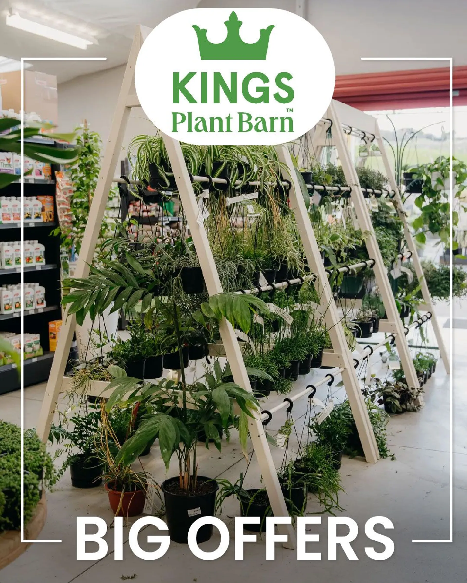 Indoor plants offers - 1 May 6 May 2024 - Page 1