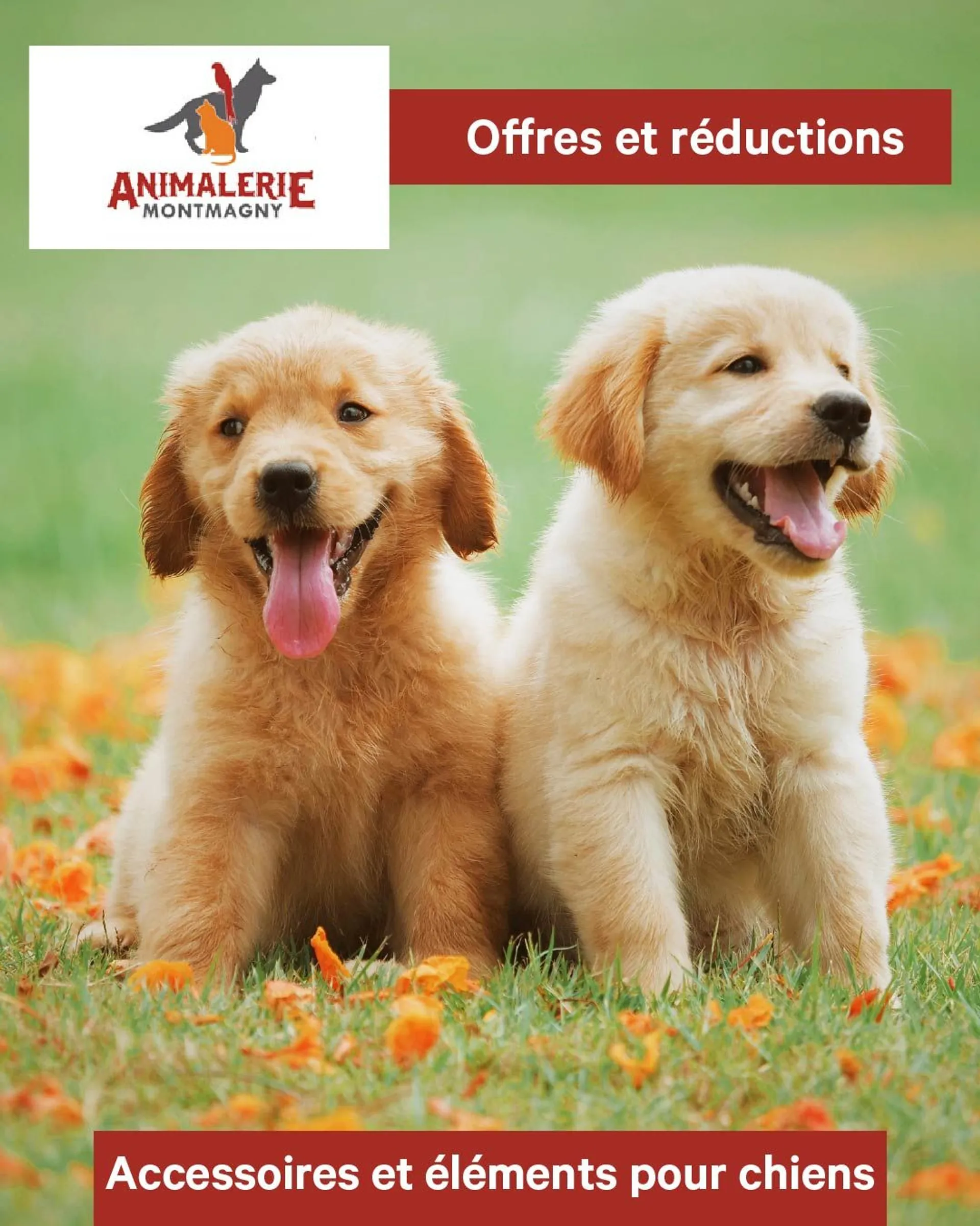 Offres sur les accessoires et articles pour chiens du 11 mai au 16 mai 2024 - Circulaires page 