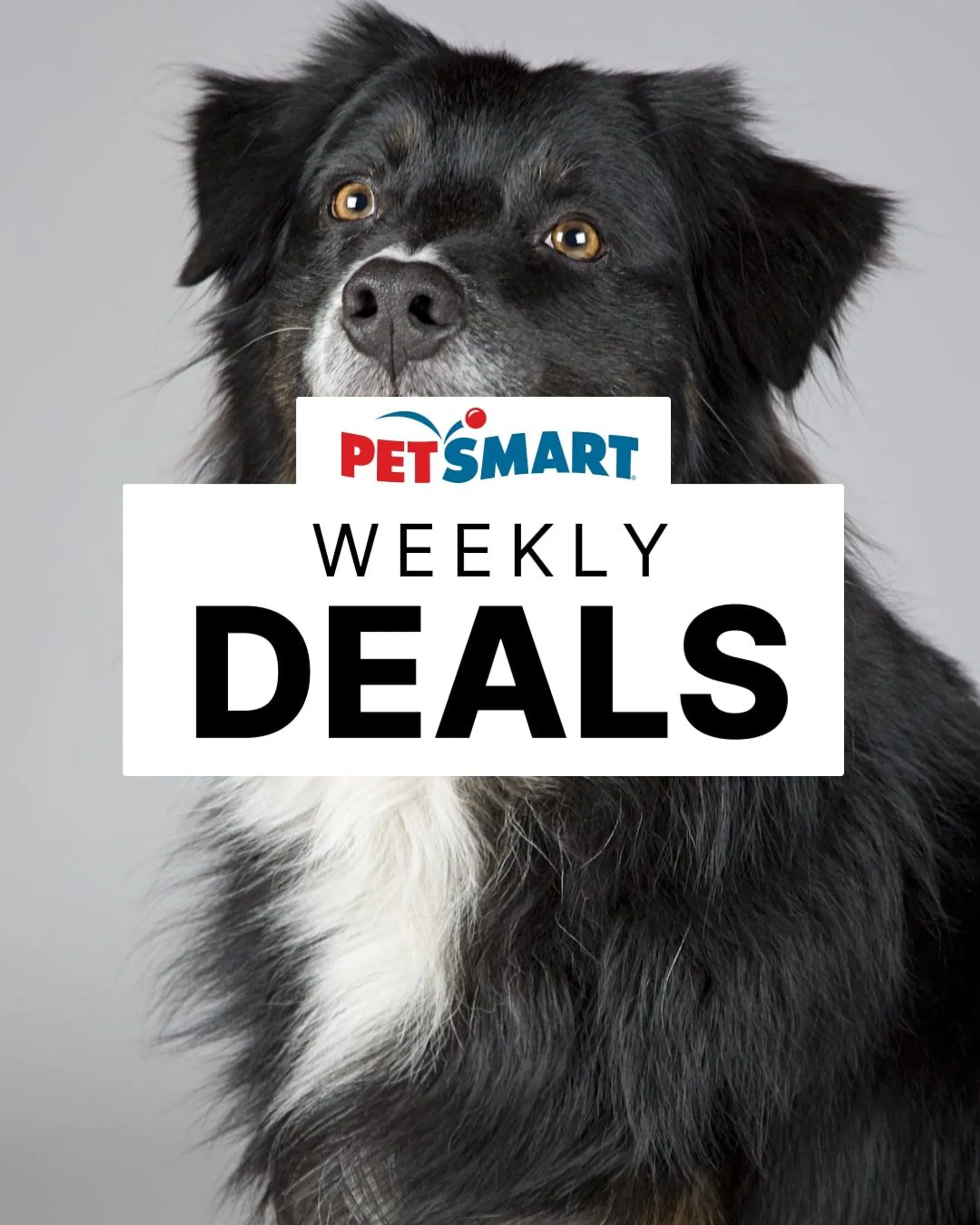 Weekly ad PetSmart - Hot deals from November 28 to December 3 2022 - Page 2