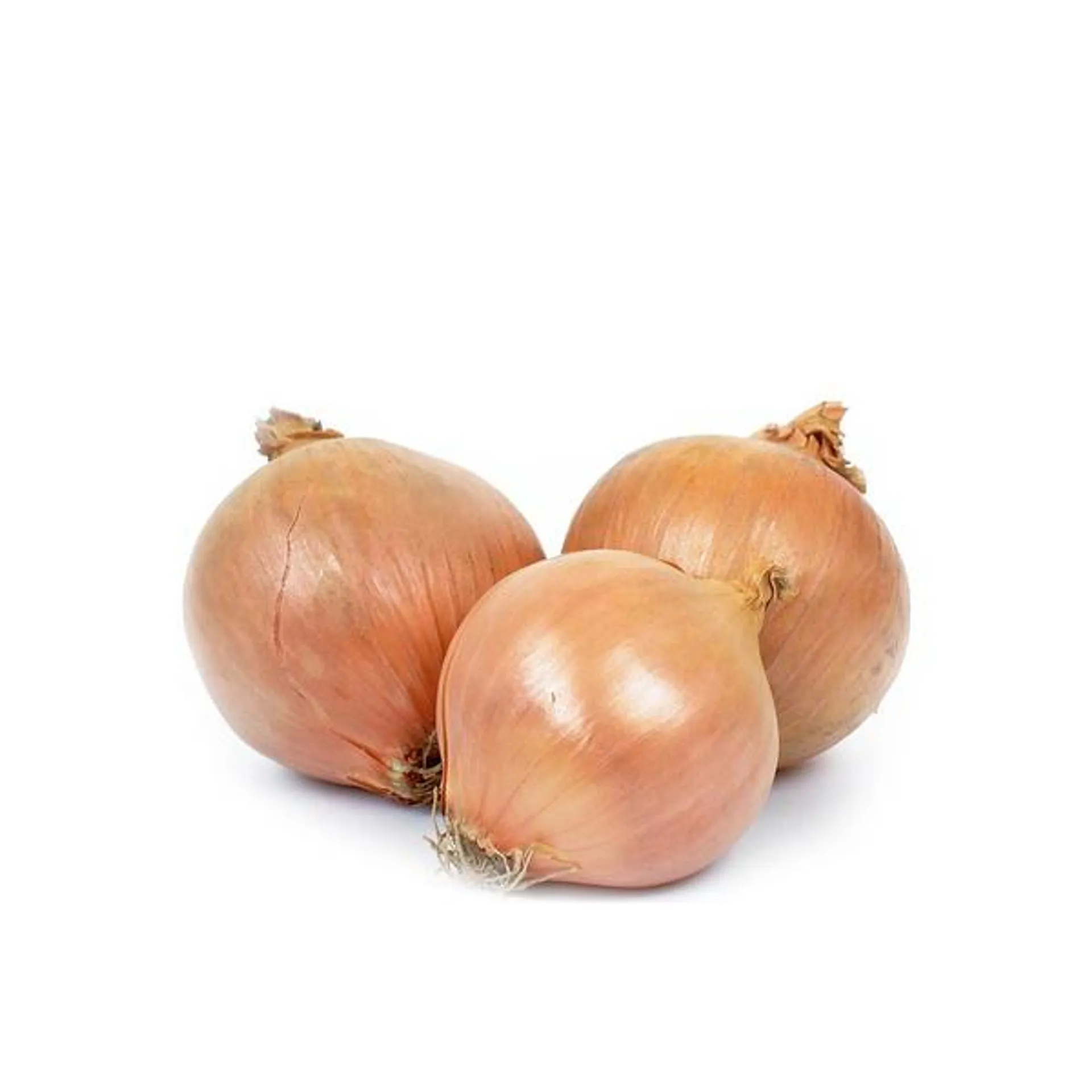 Brown Onion Spain