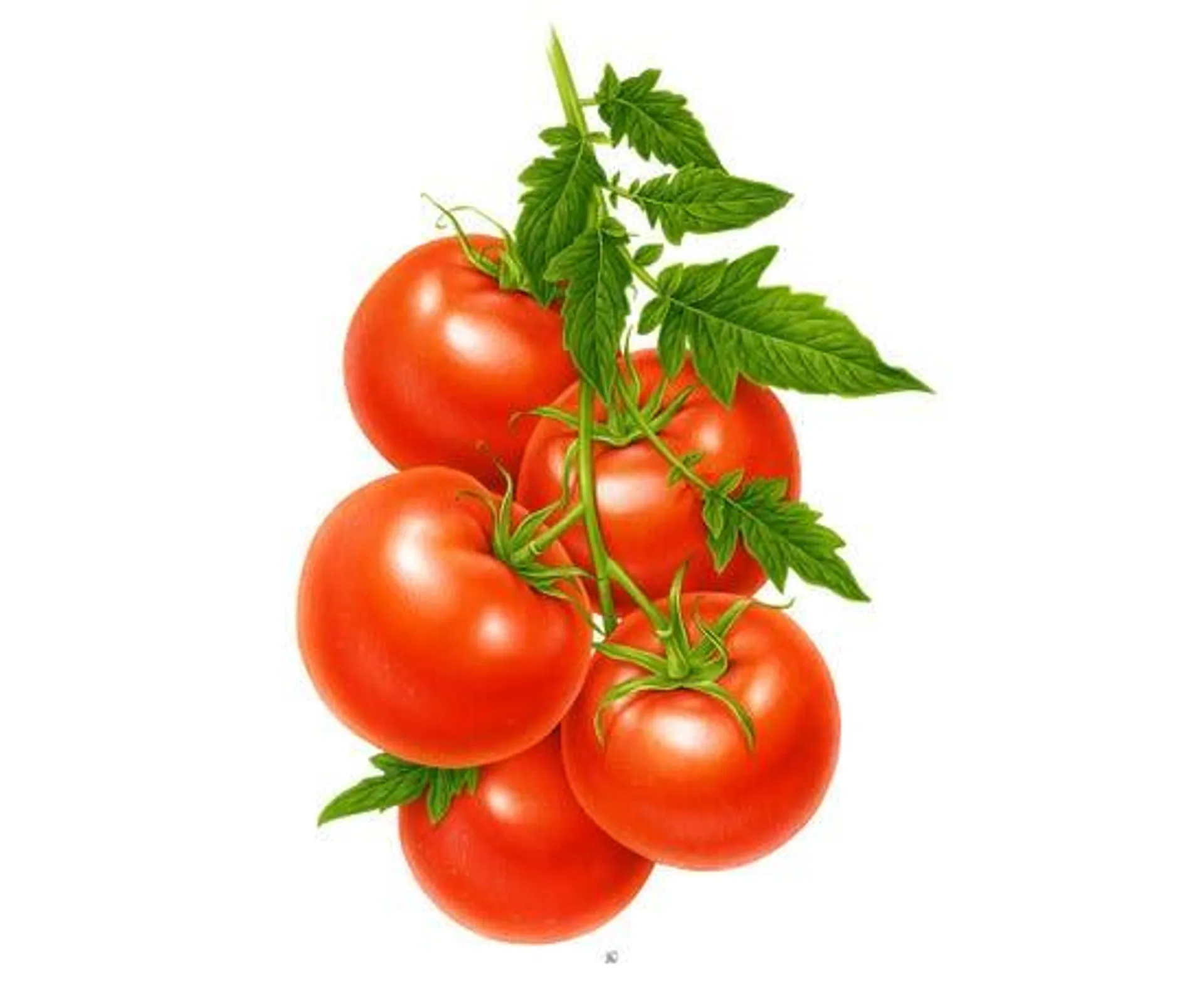 Red Tomato Bunch - UAE