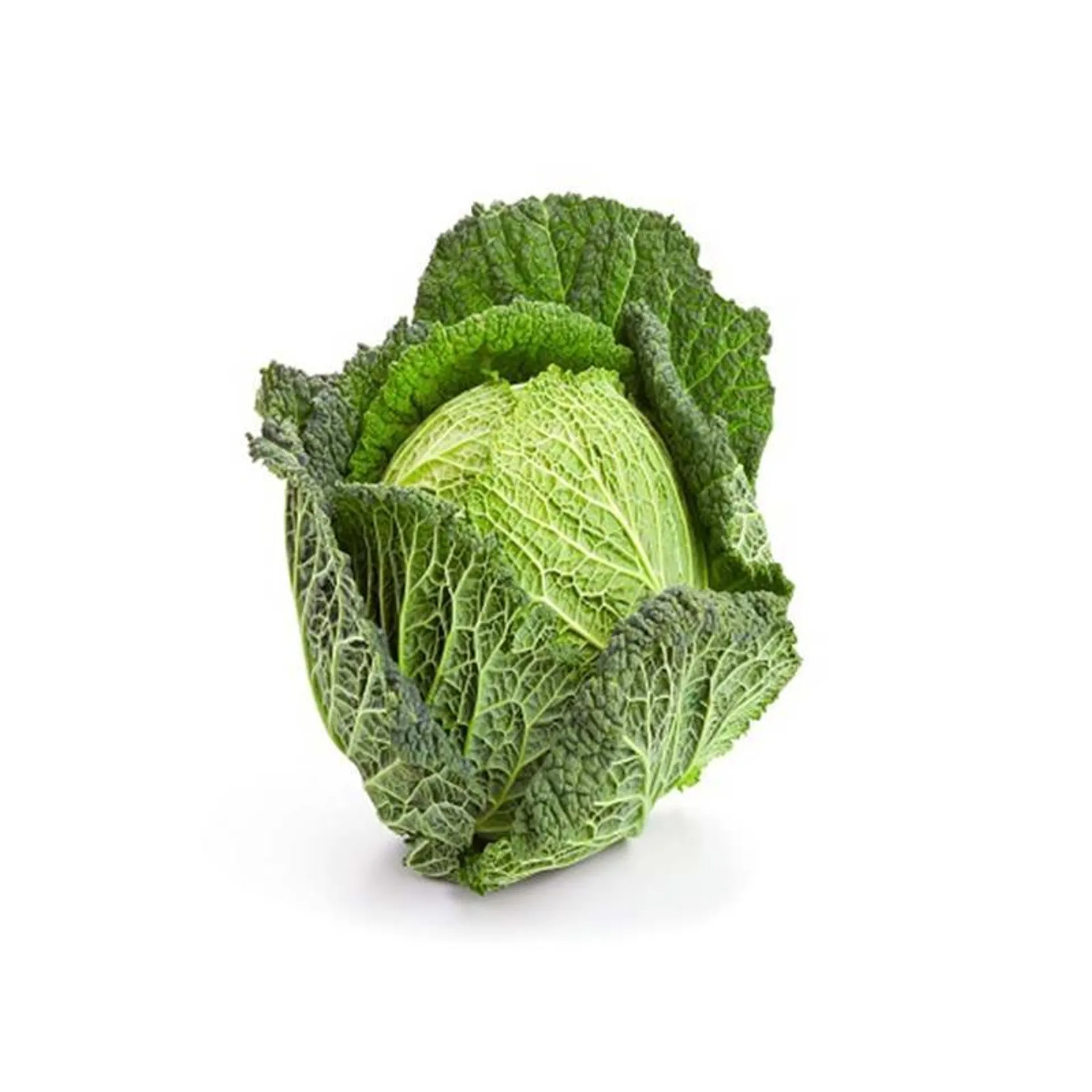 Cabbage Savoy