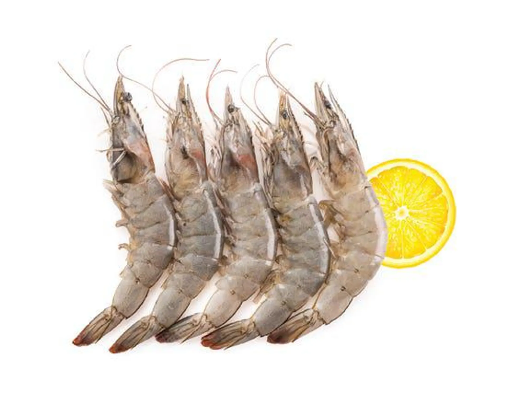 Fresh Shrimps U15 - Pakistan