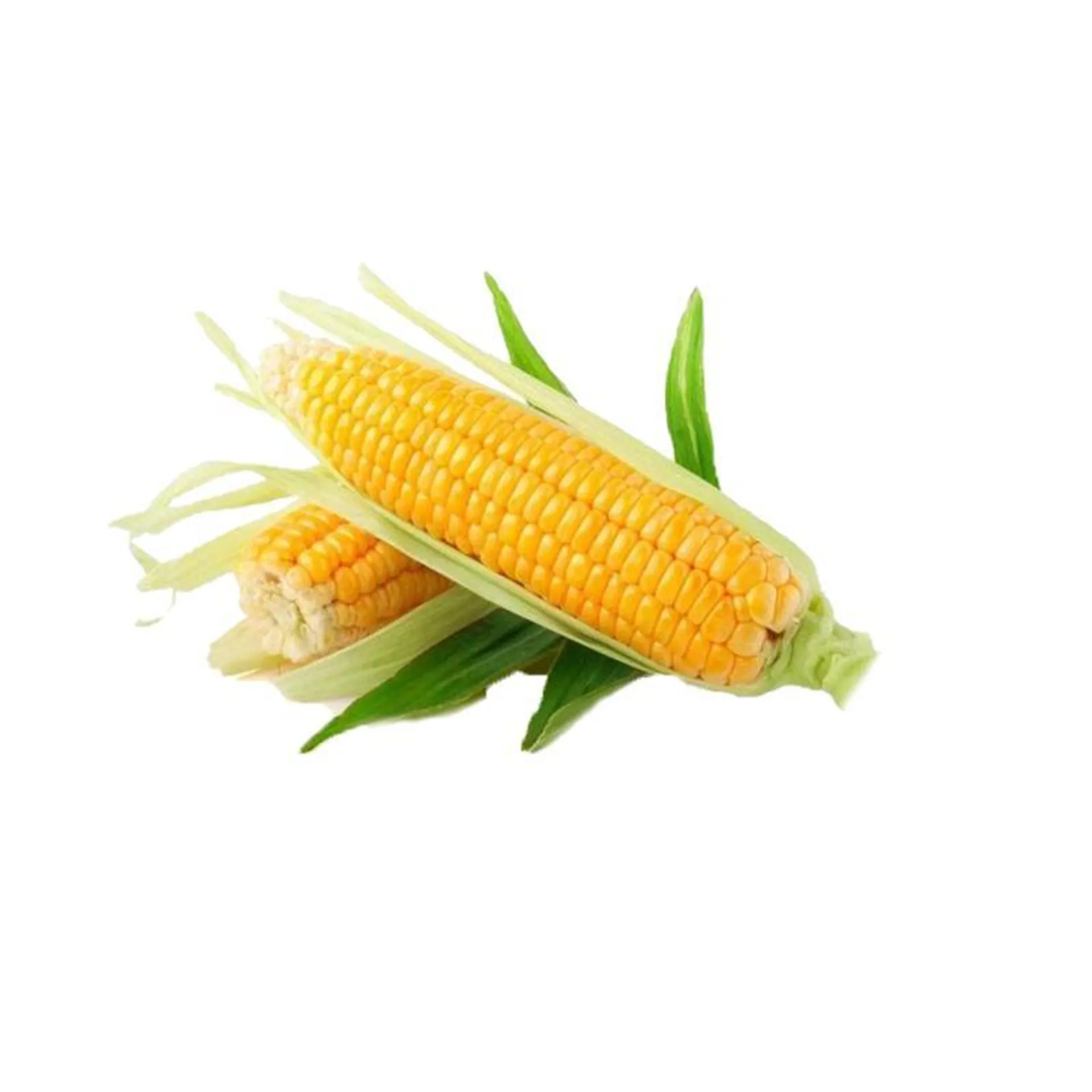 Sweet Corn