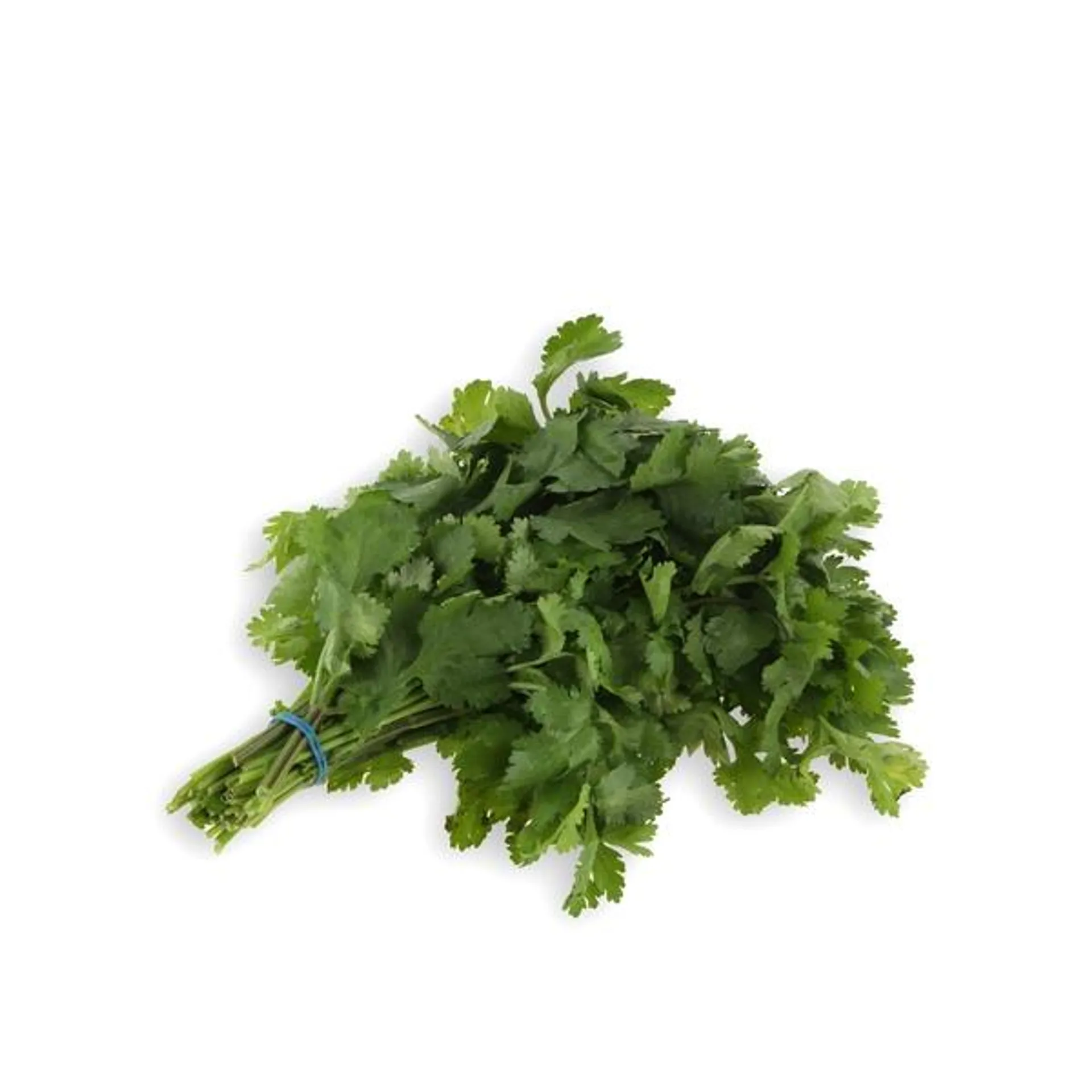 Waitrose Fresh Coriander Kenya 100g