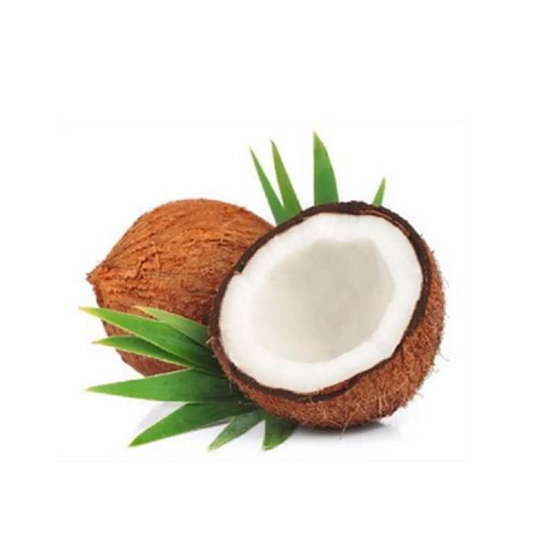 Coconut India