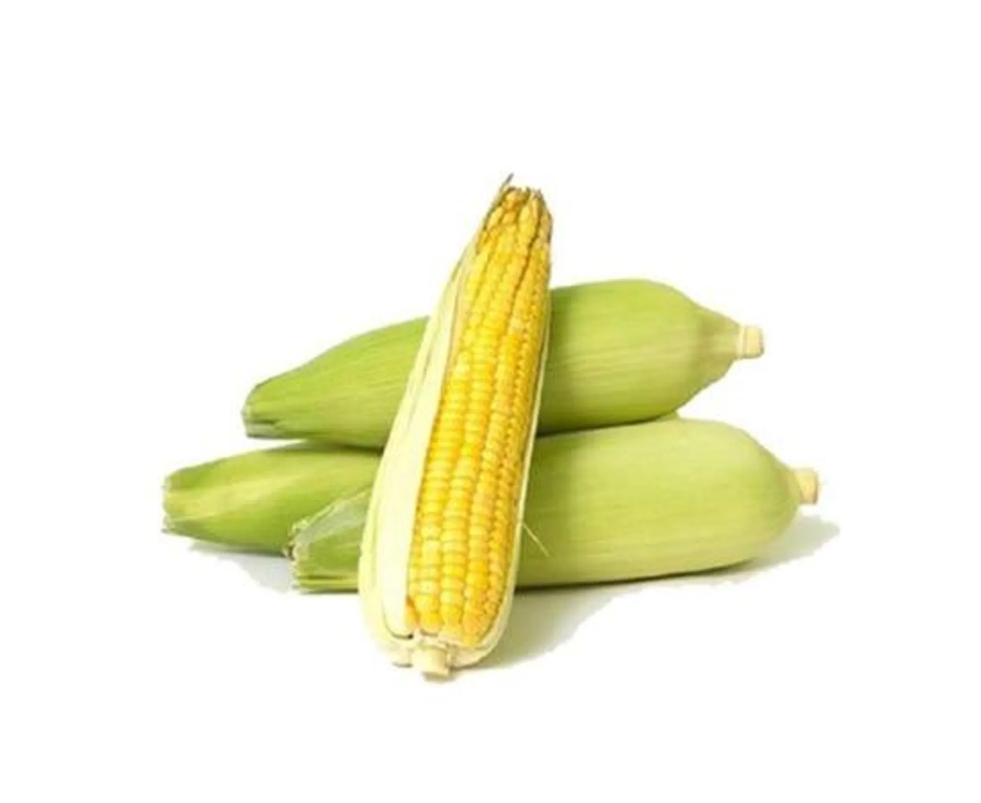 Sweet Corn - UAE