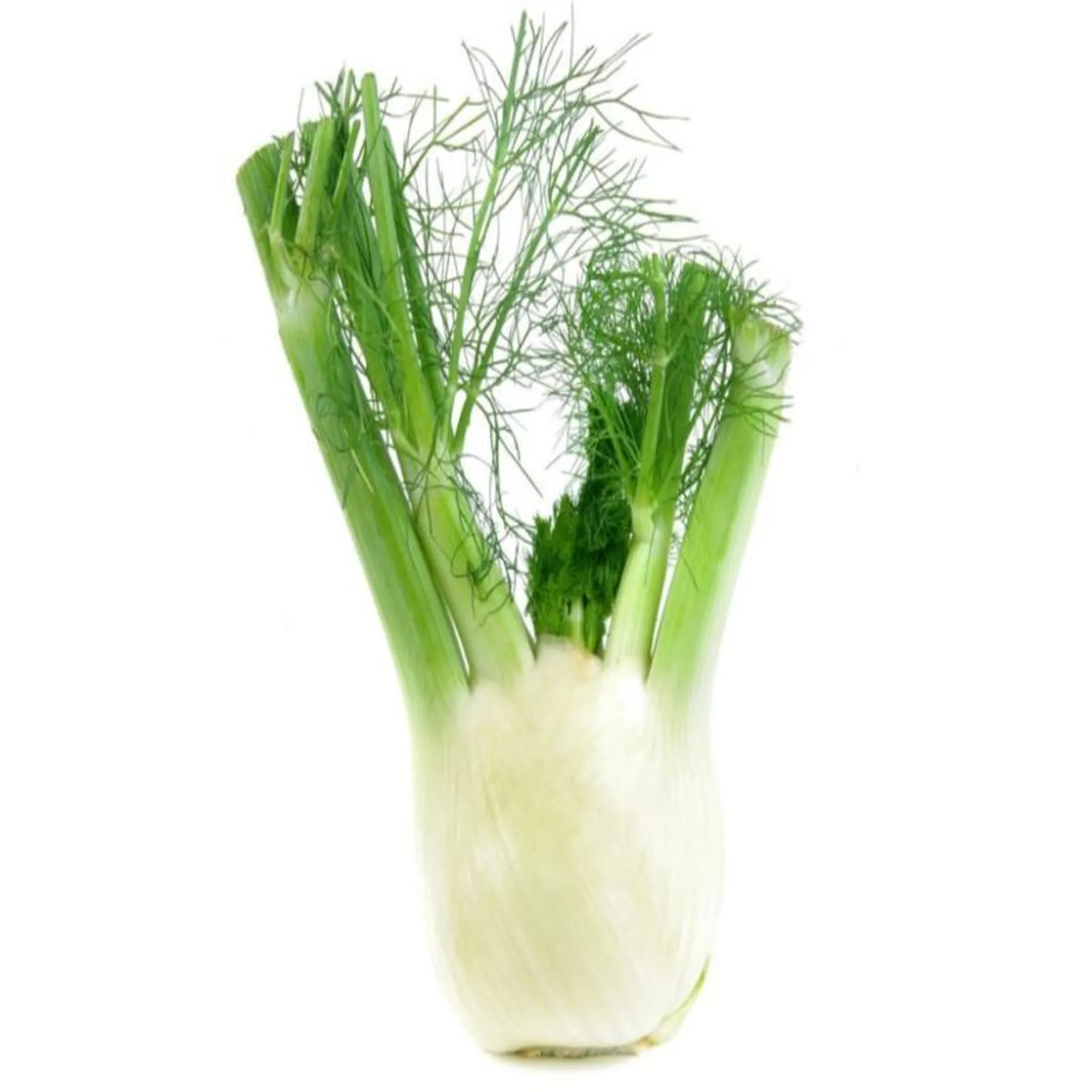 Fennel