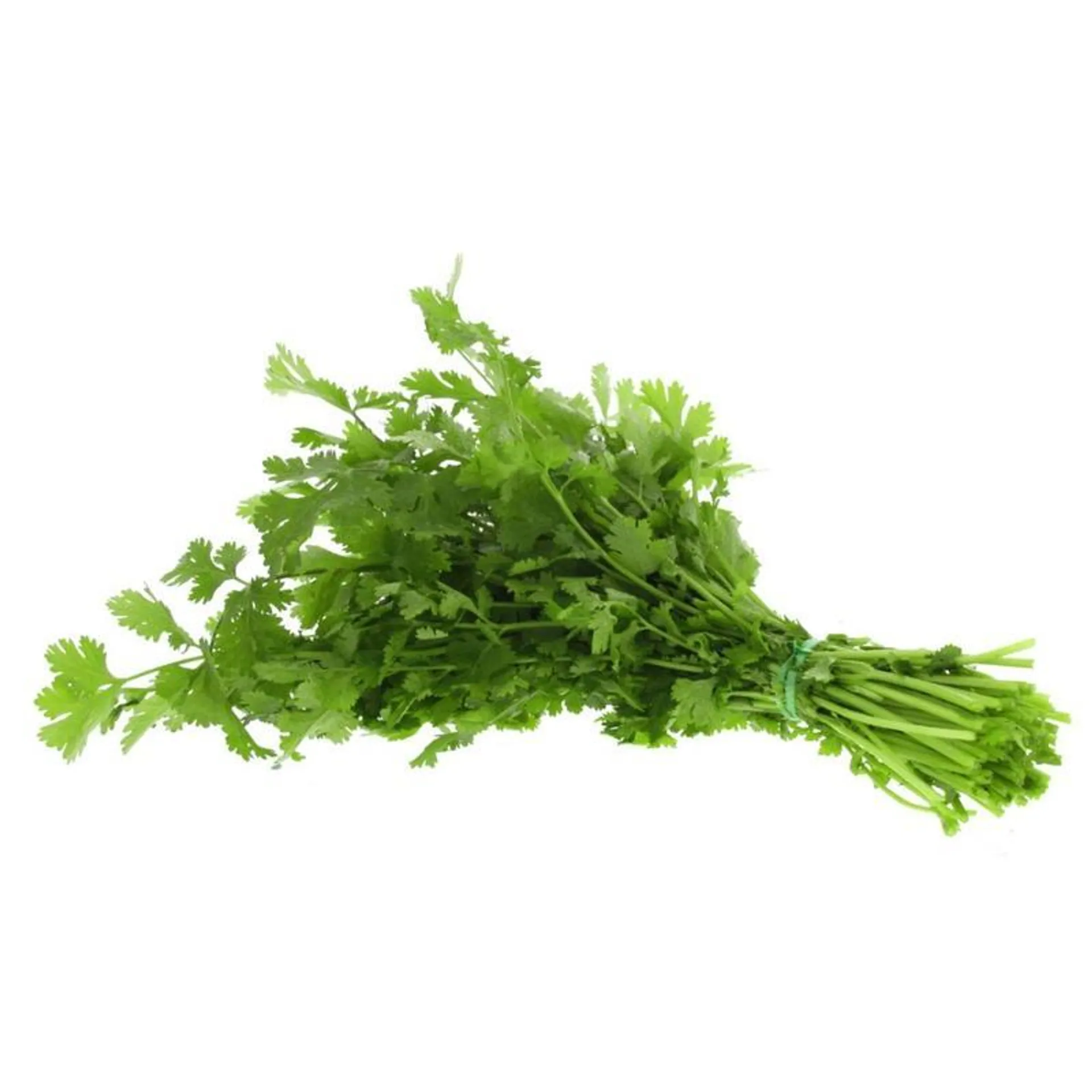 Coriander