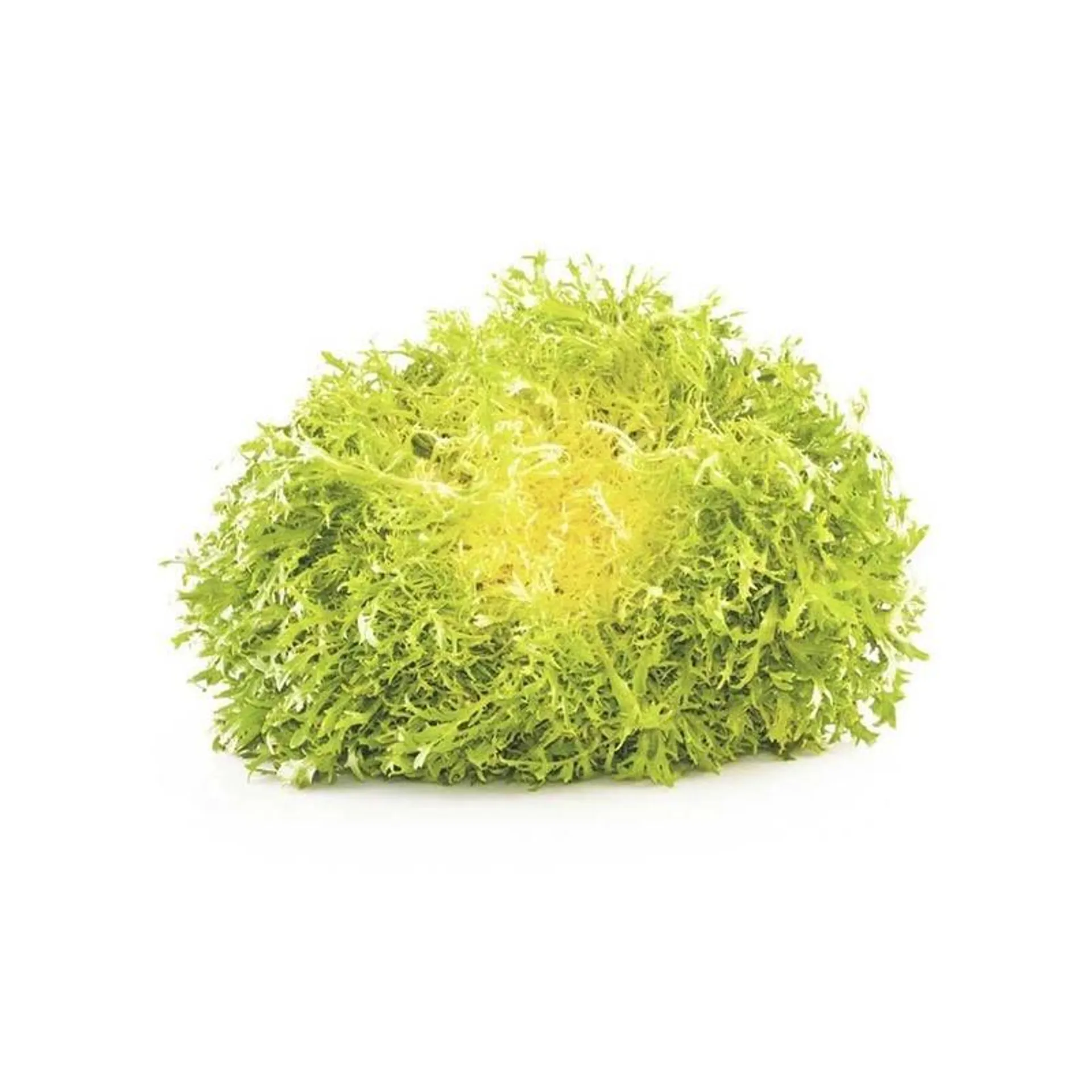 Yellow Lettuce Frisee