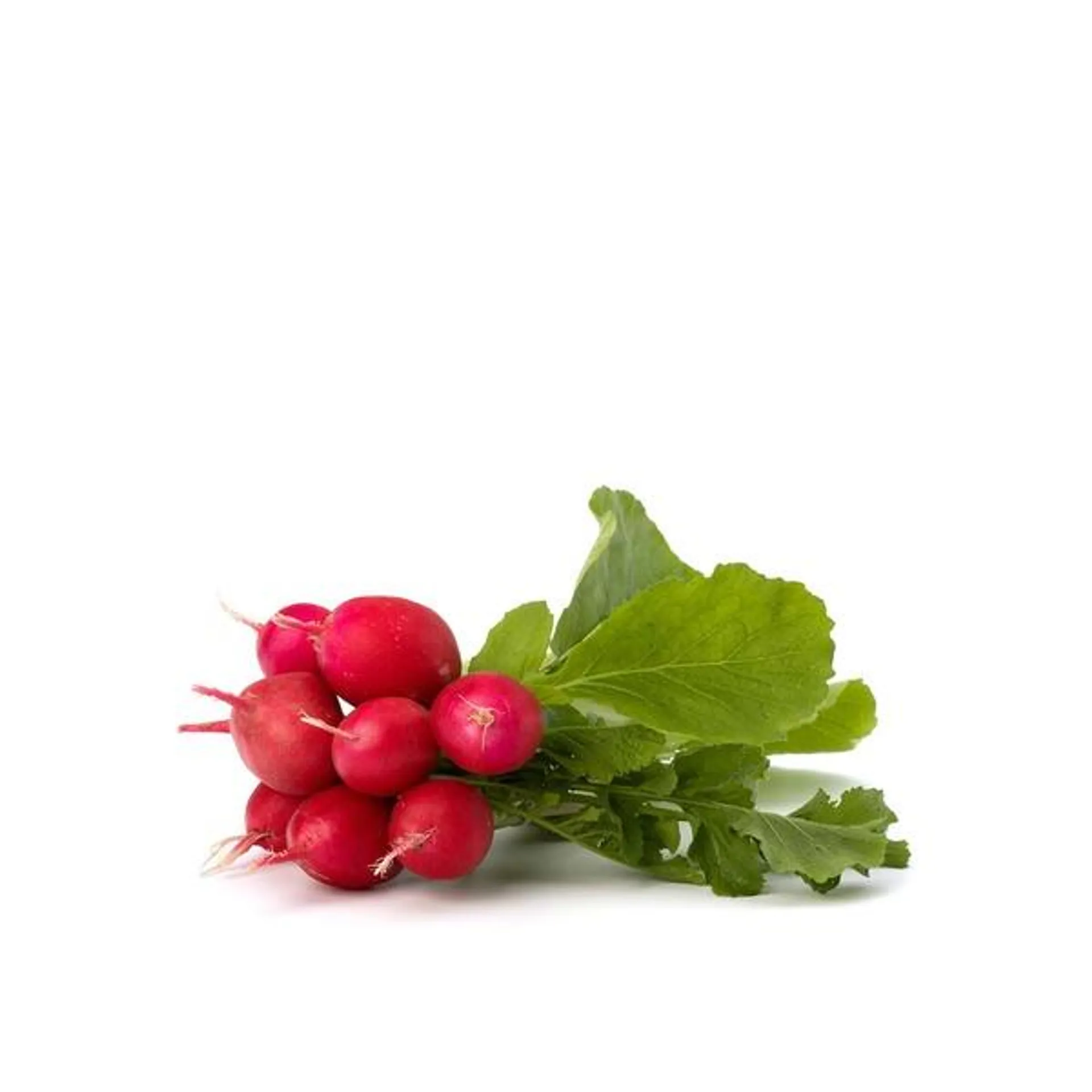 Red radish bunch Oman