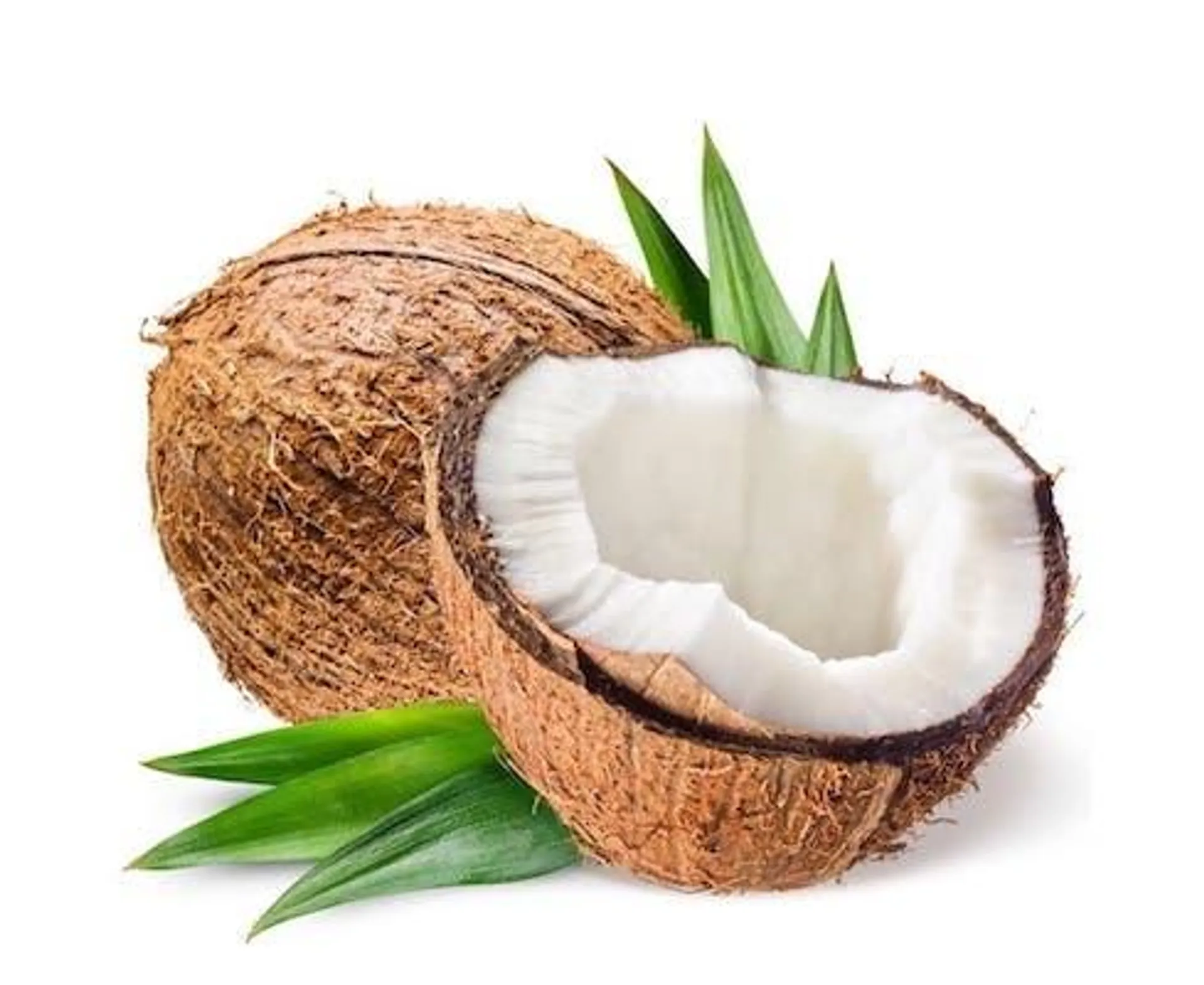 Coconut India