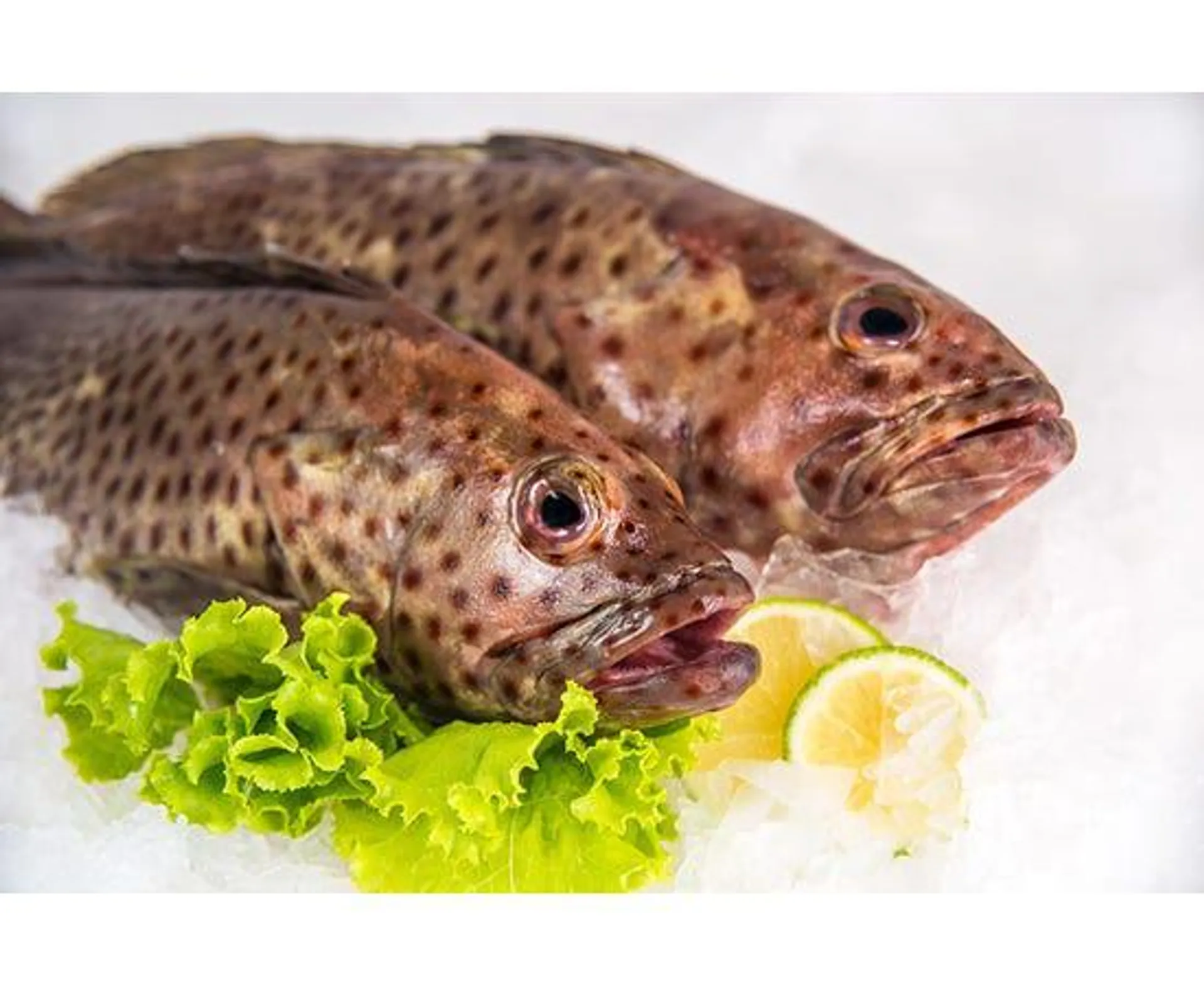 Fresh Hamour - UAE