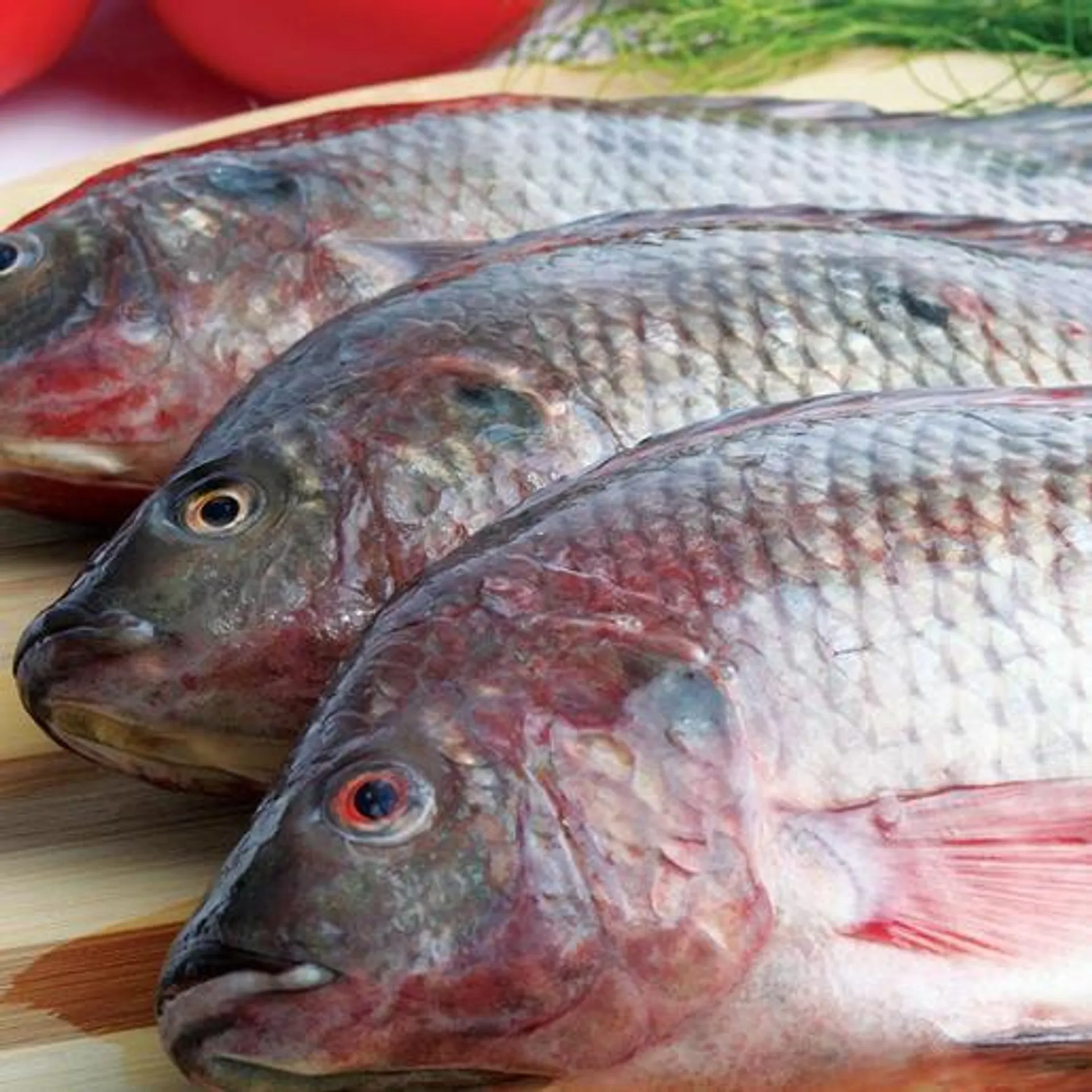 Fresh Tilapia Fish