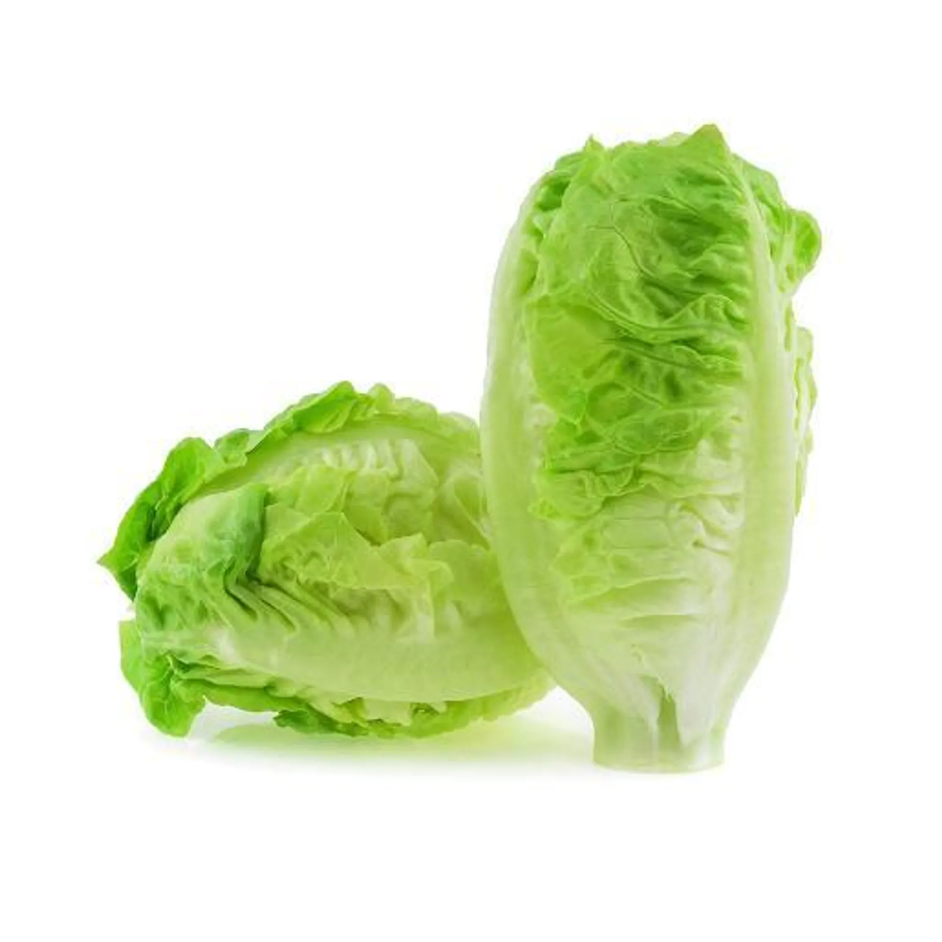 Lettuce Romaine Iran