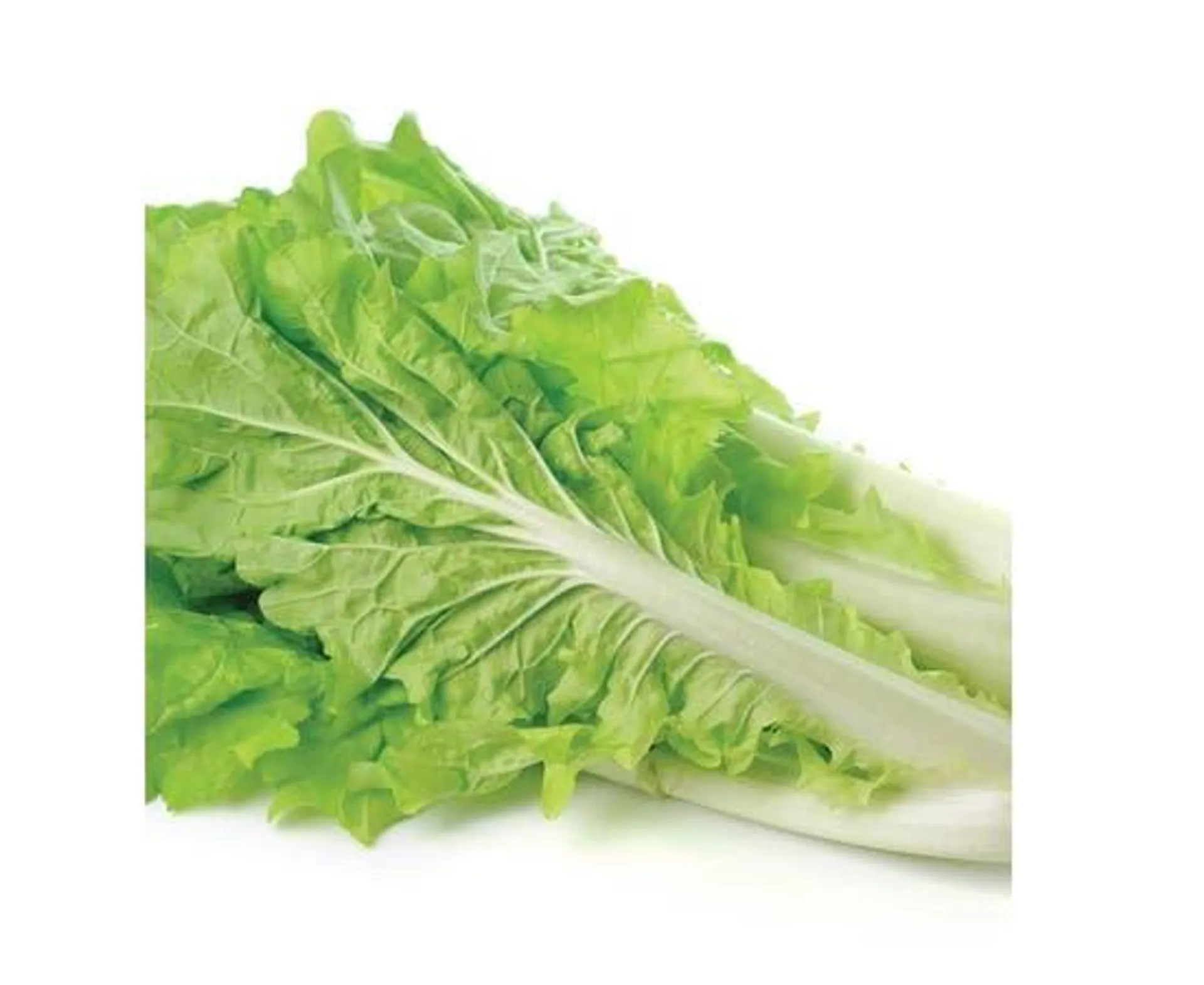 Clean Lettuce - Iran