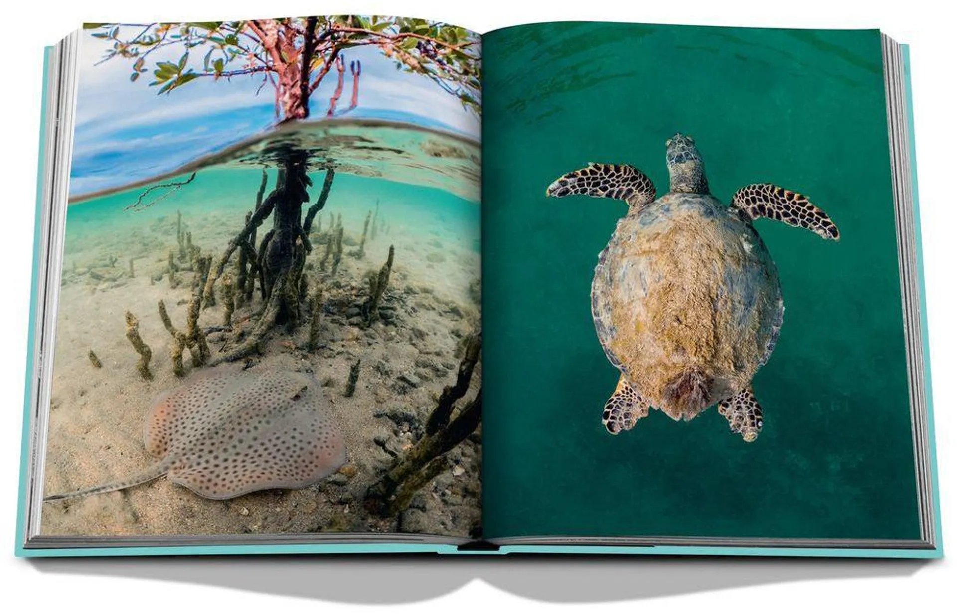 Red Sea - The Saudi Coast | Assouline
