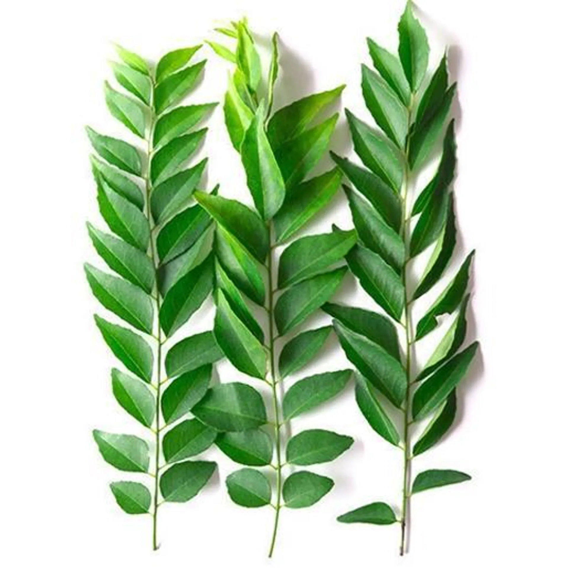 Curry Leaves