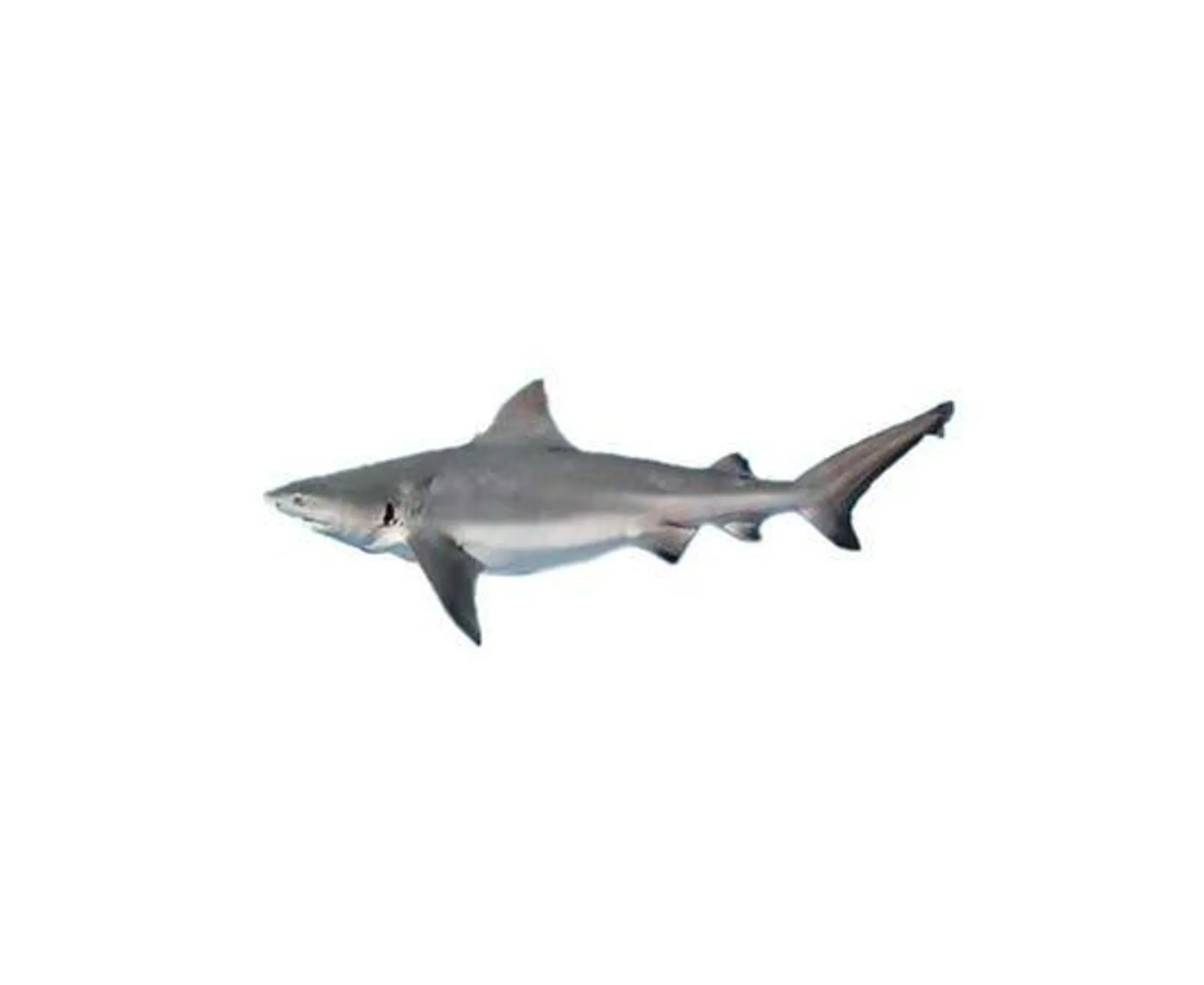 Shark - UAE