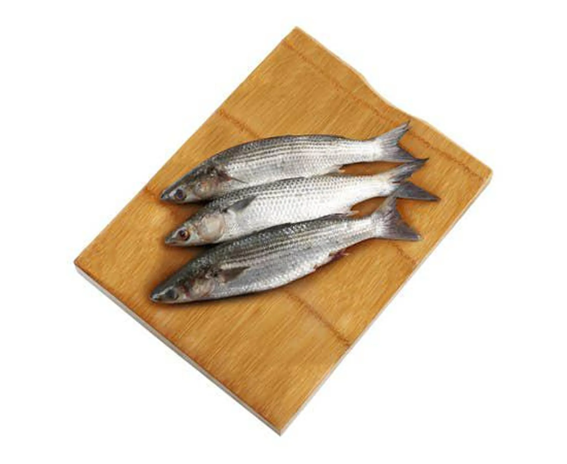 Bori Fish - Egypt