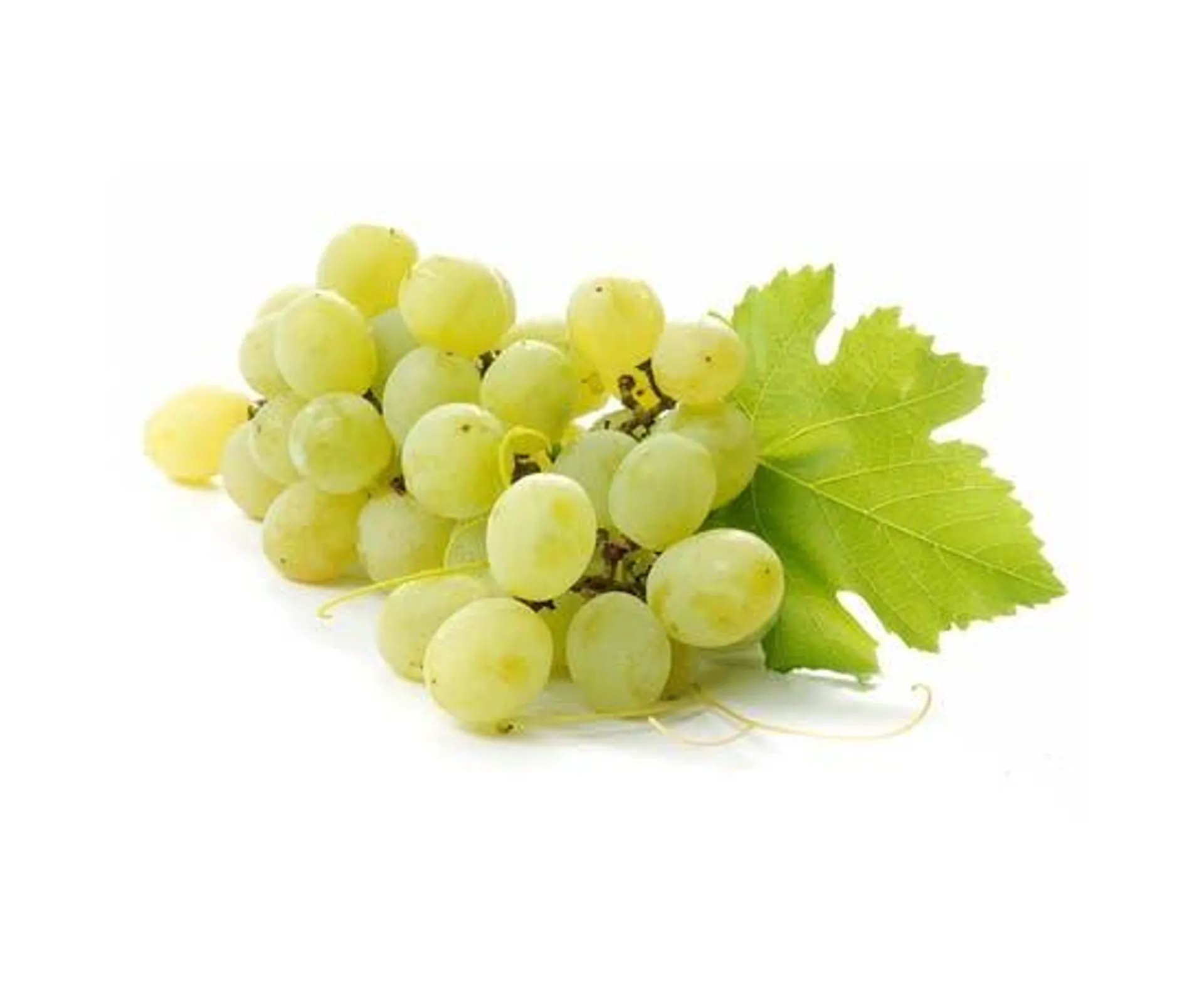 White Seedless Grape - South Africa