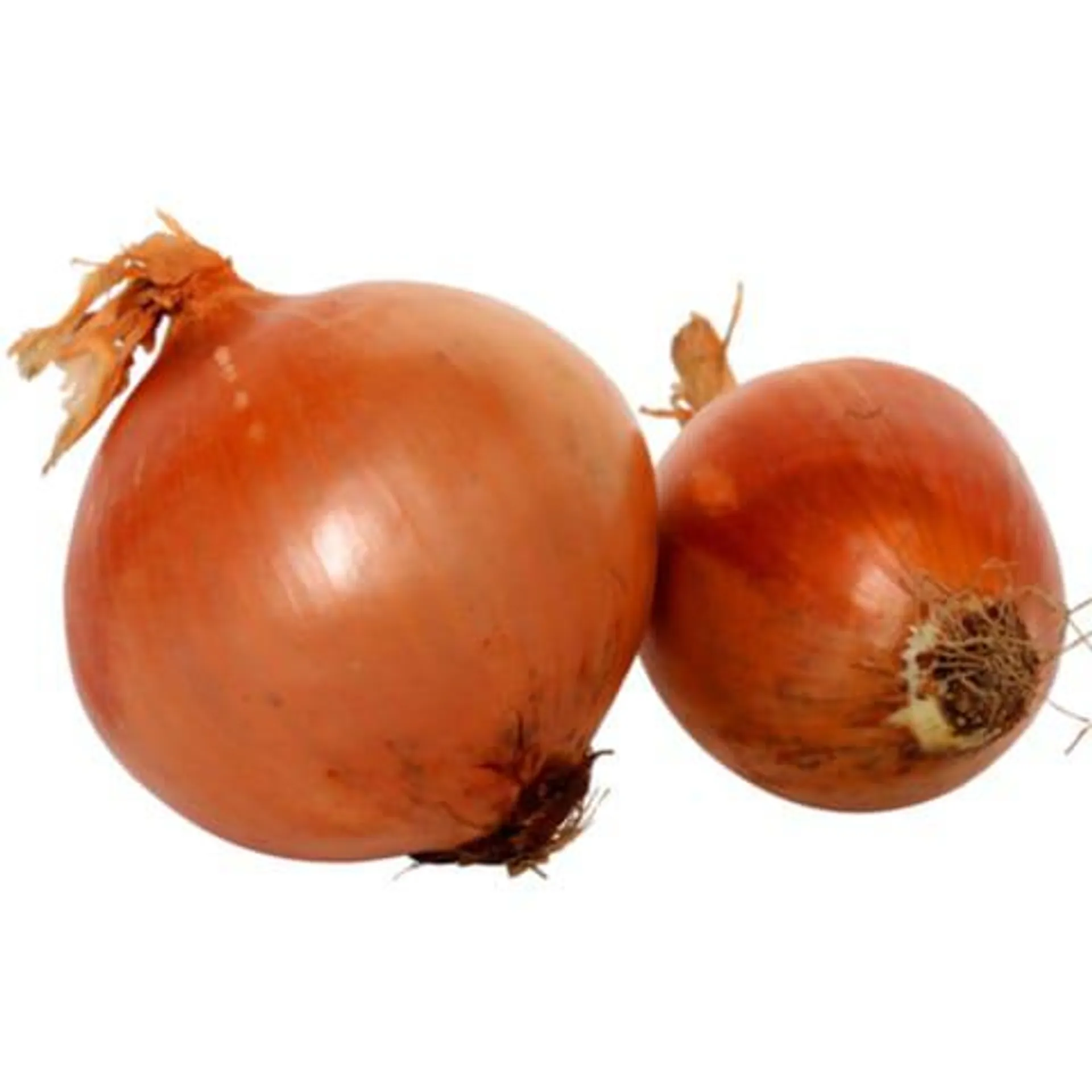 Brown Onion