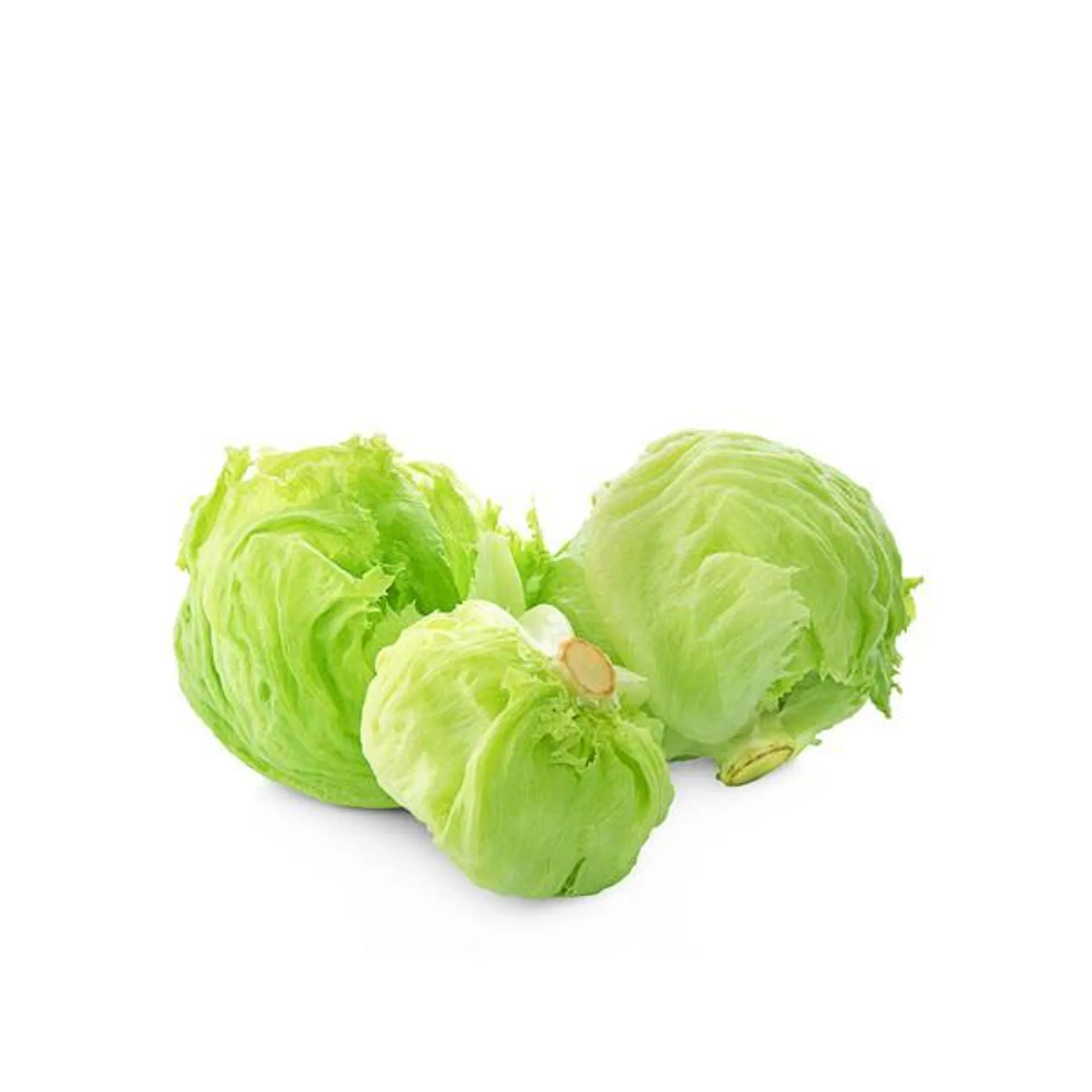 Lettuce Iceberg Spain
