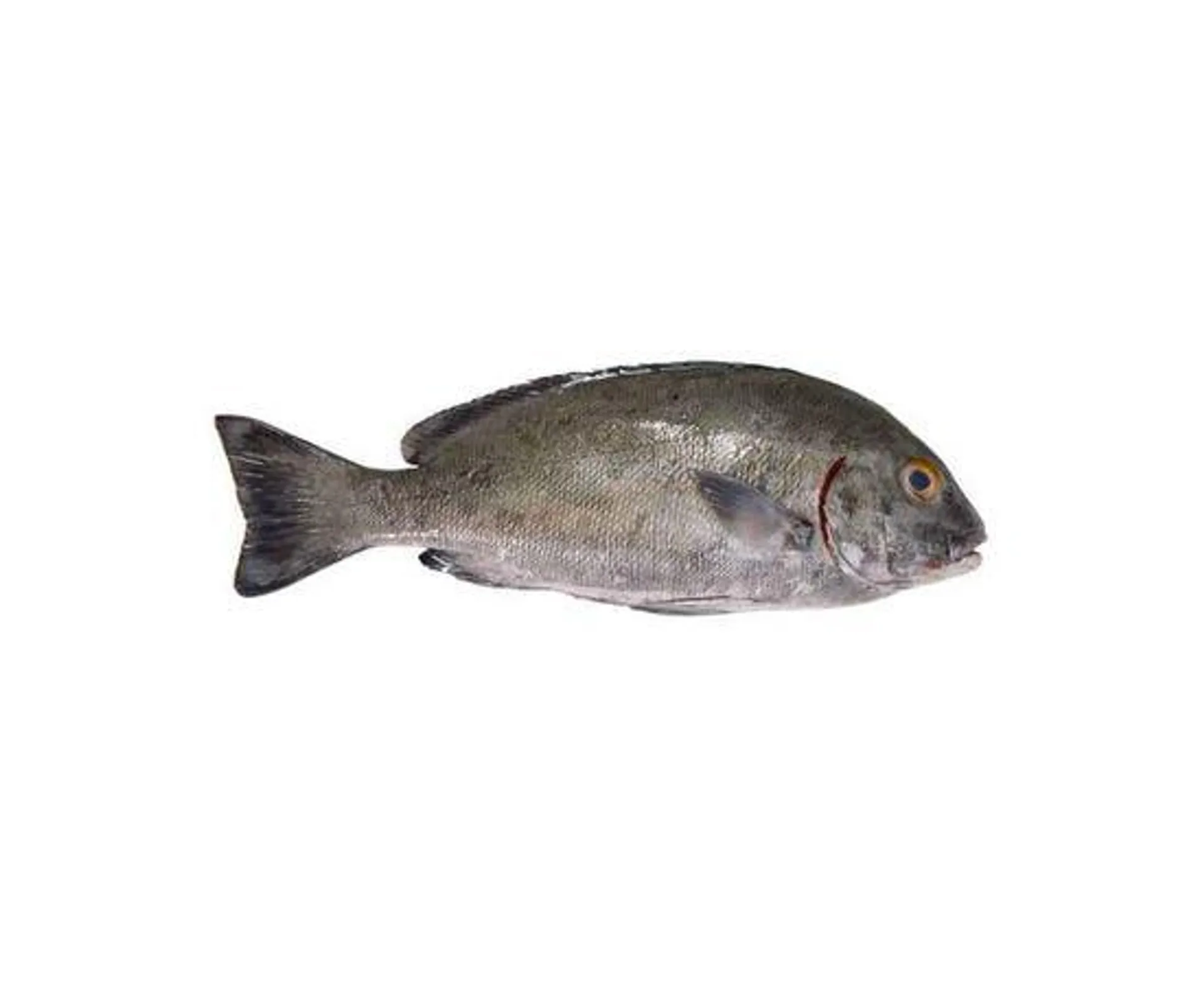 Fresh Pars Fish - UAE