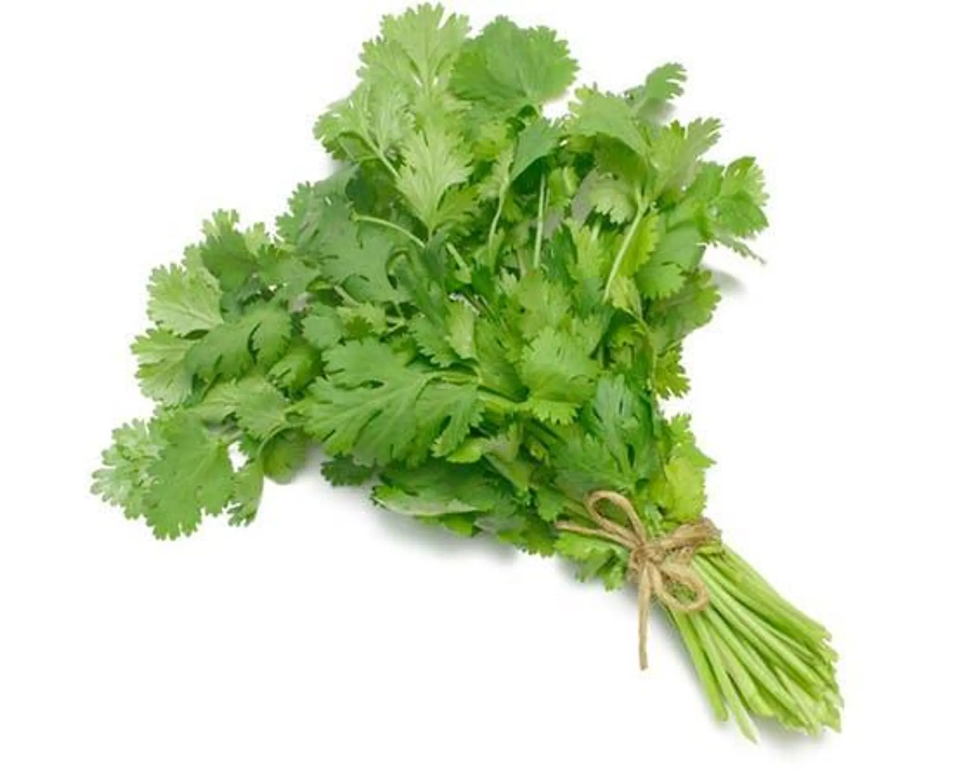 Green Coriander, UAE - Per Bundle