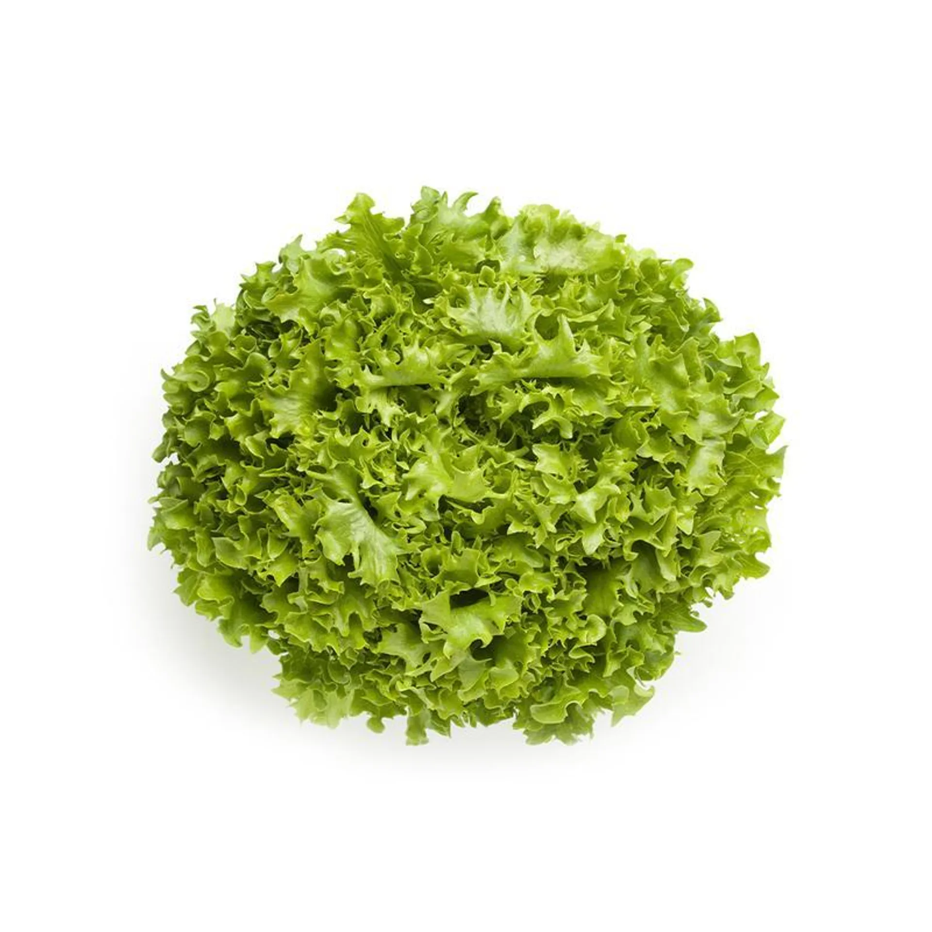 Lettuce Lollo Bionde