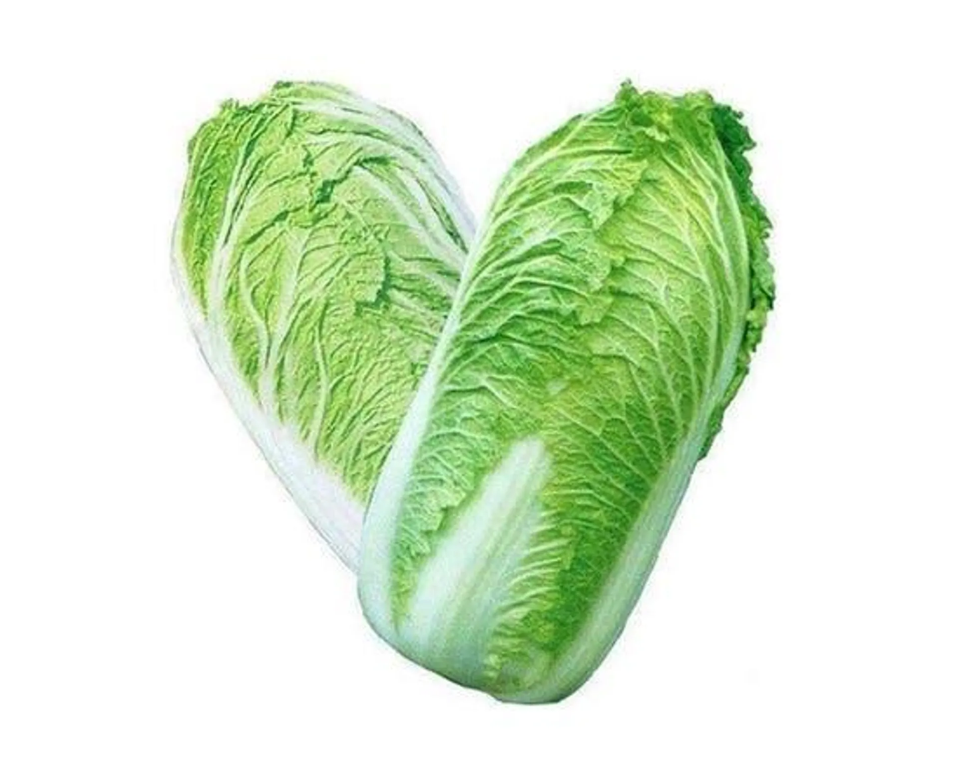 Chinese Cabbage - China