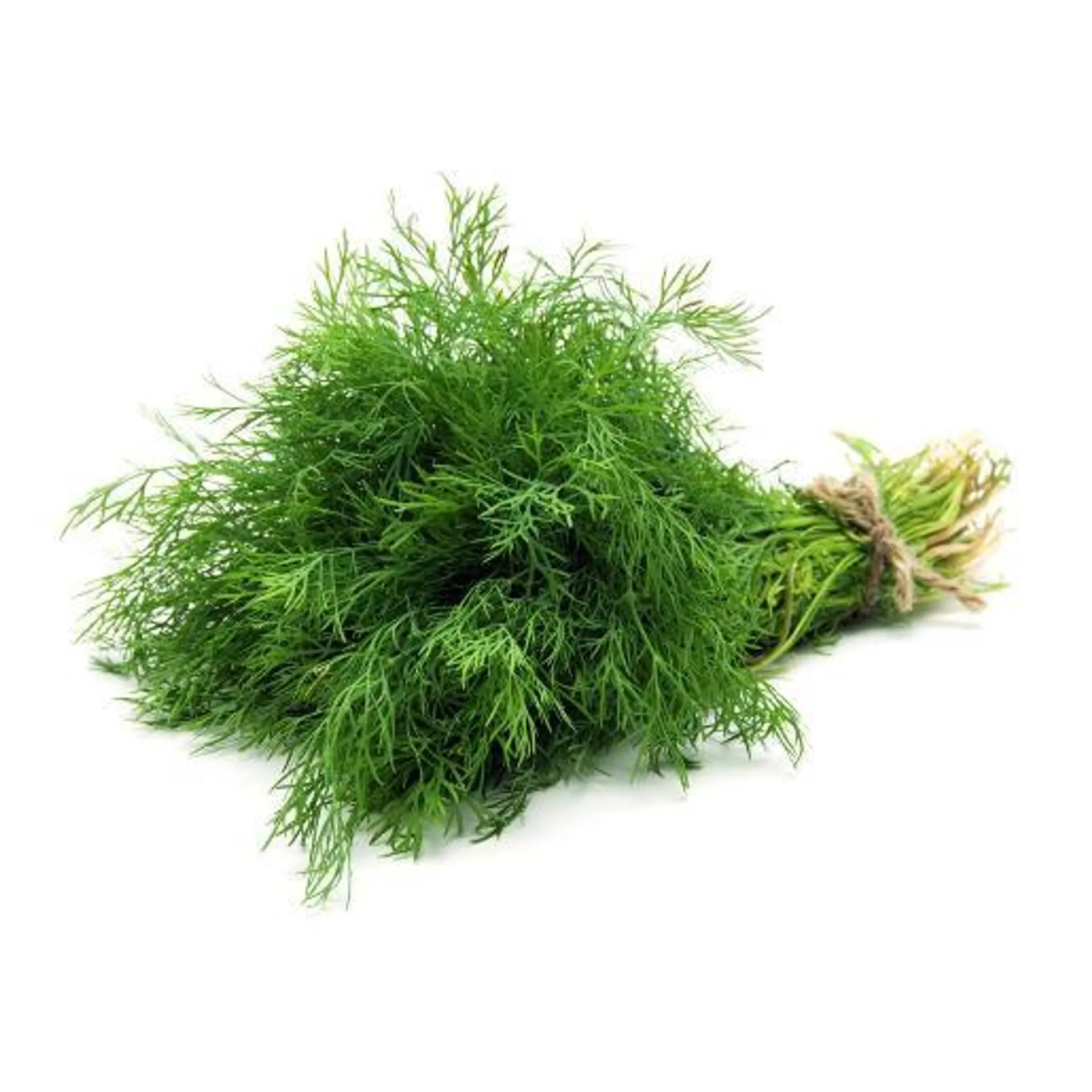 Dill leaves