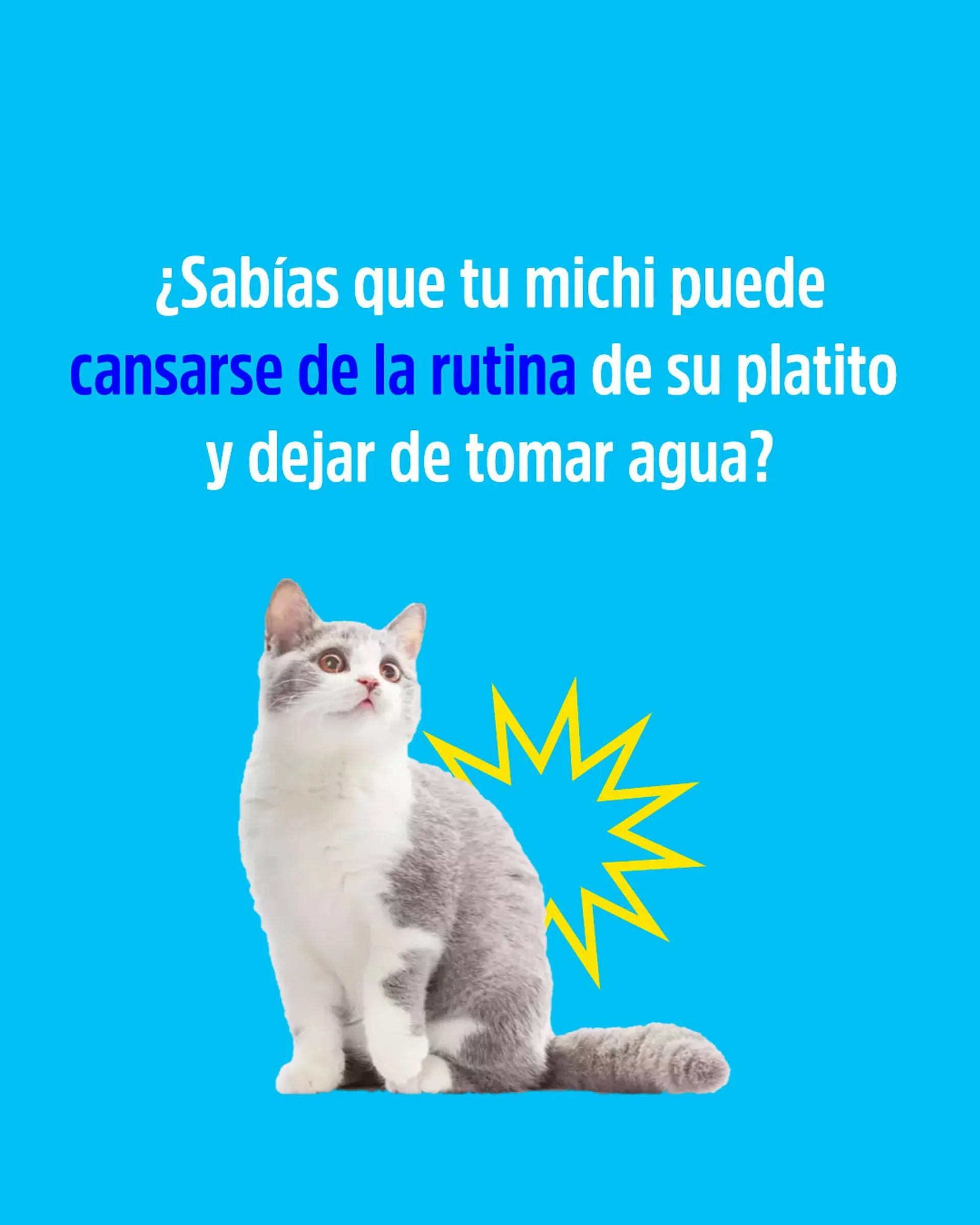 Ofertas de Catálogo Casper Pet Store 3 de octubre al 8 de octubre 2024 - Página 2 del catálogo