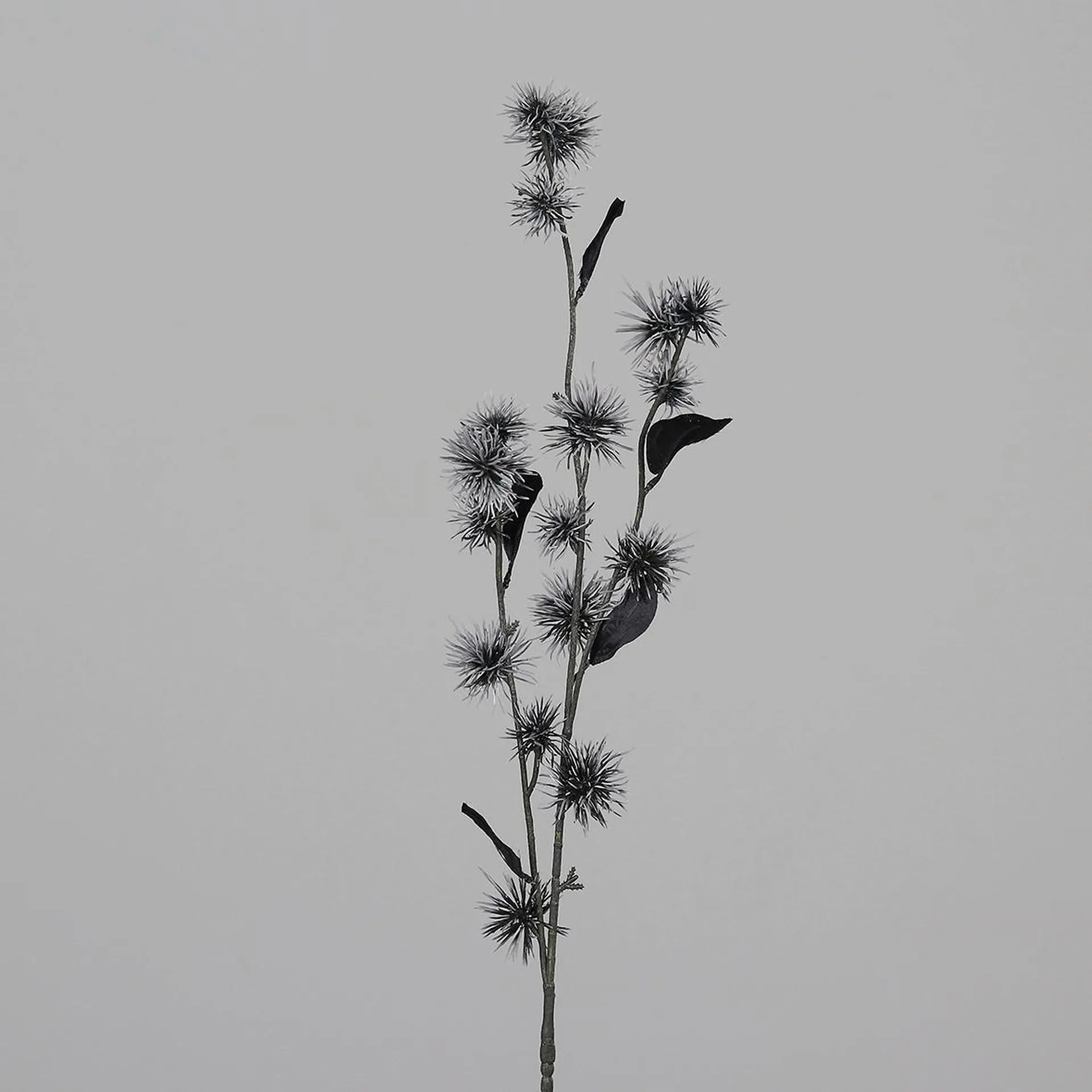 Hamamelis Schwarz L: 101 cm