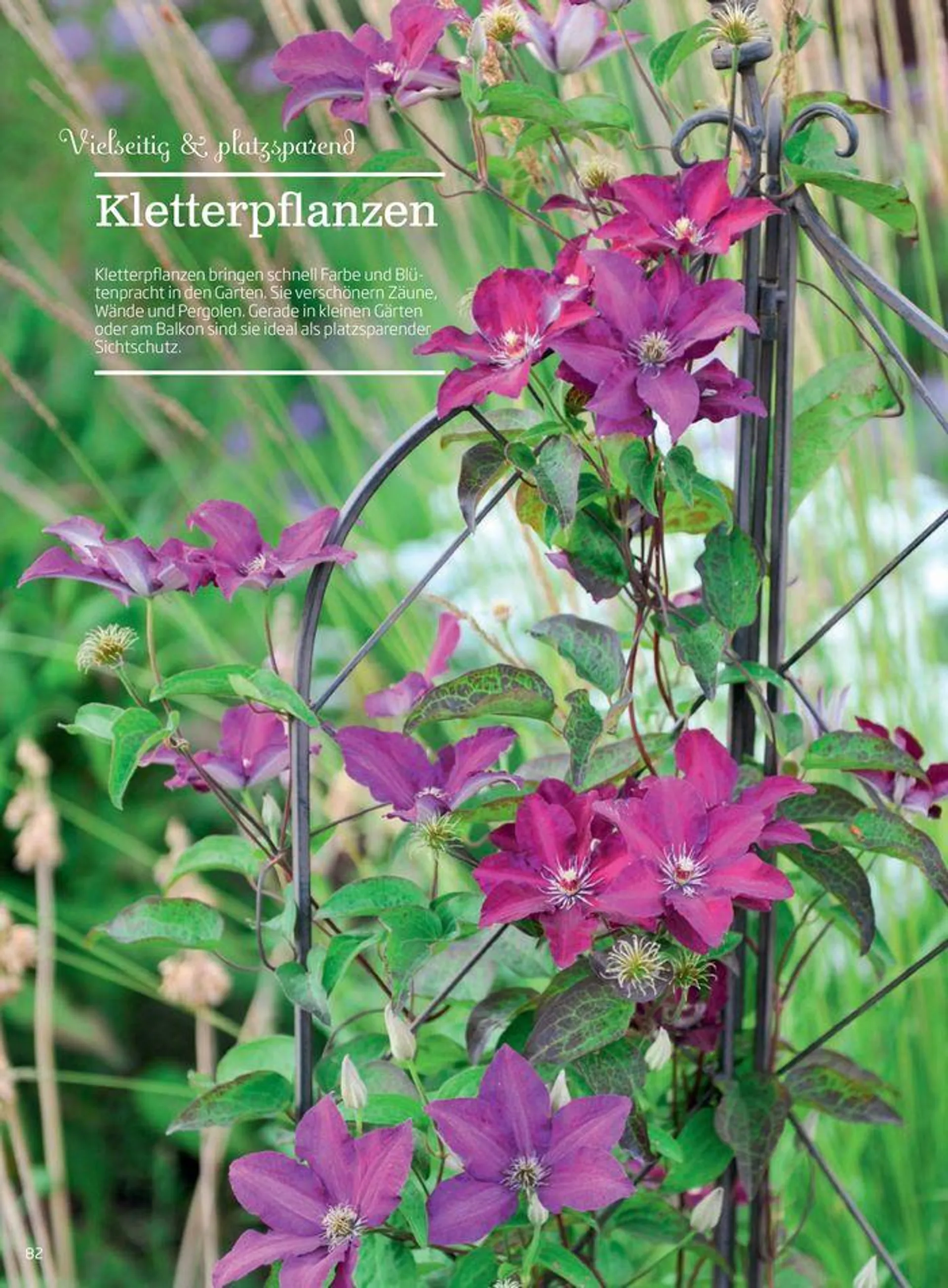 Gartencenter Jahreskatalog 2024 - 82