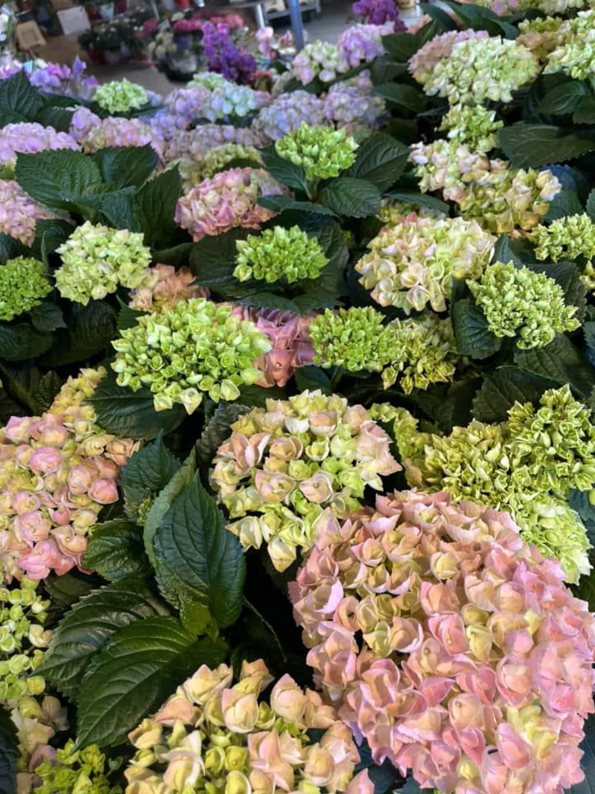 Blumen B&B Flugblatt von 24. Mai bis 13. Juni 2024 - Flugblätt seite  7