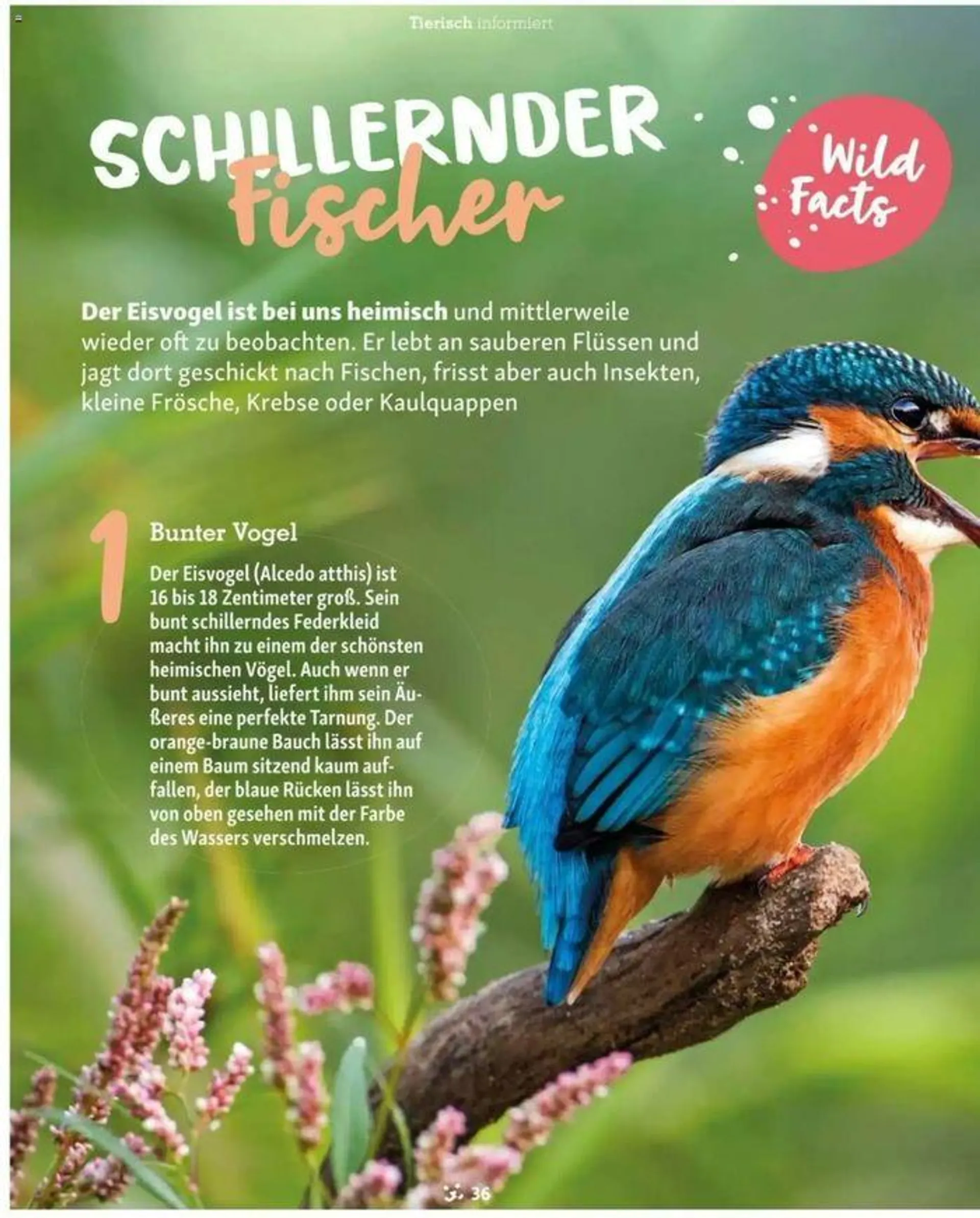 Fressnapf Magazin von 1. Juli bis 31. Juli 2024 - Flugblätt seite  36