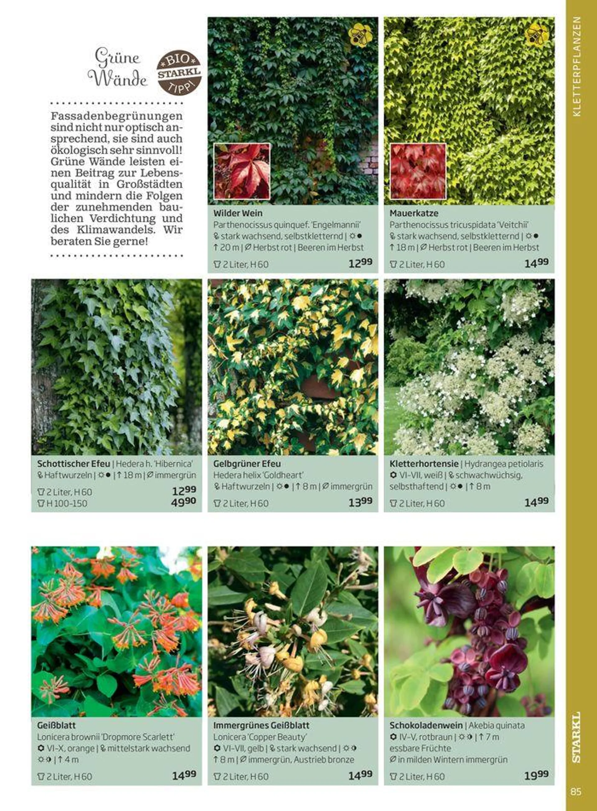 Gartencenter Jahreskatalog 2024 - 85