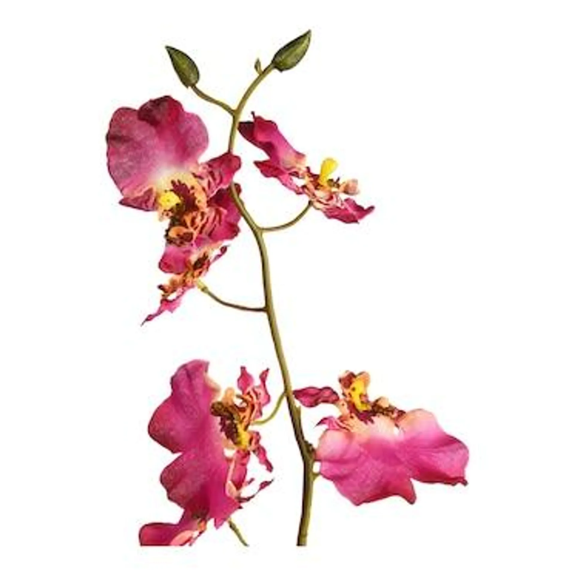 Kunstblume Orchidee