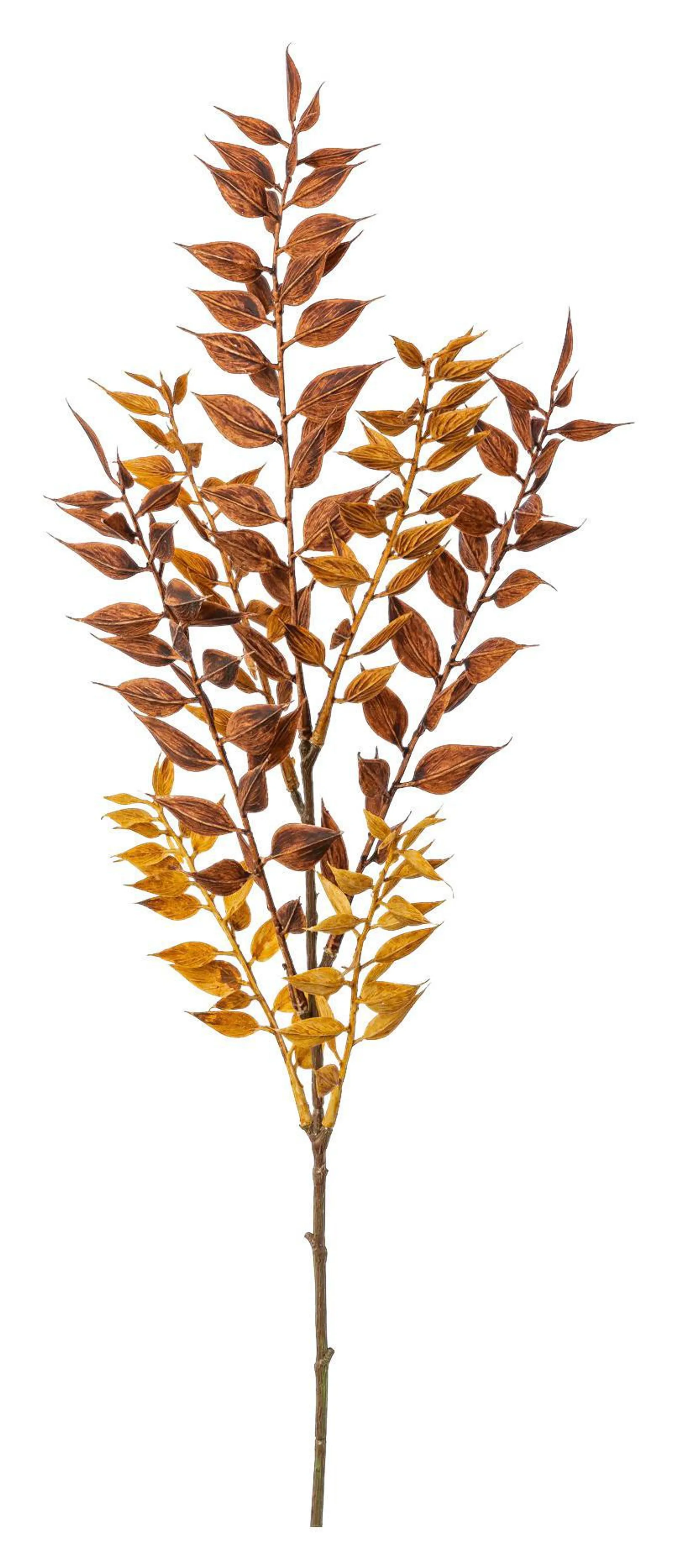 Ruscuszweig Braun L: 50 cm, Garda