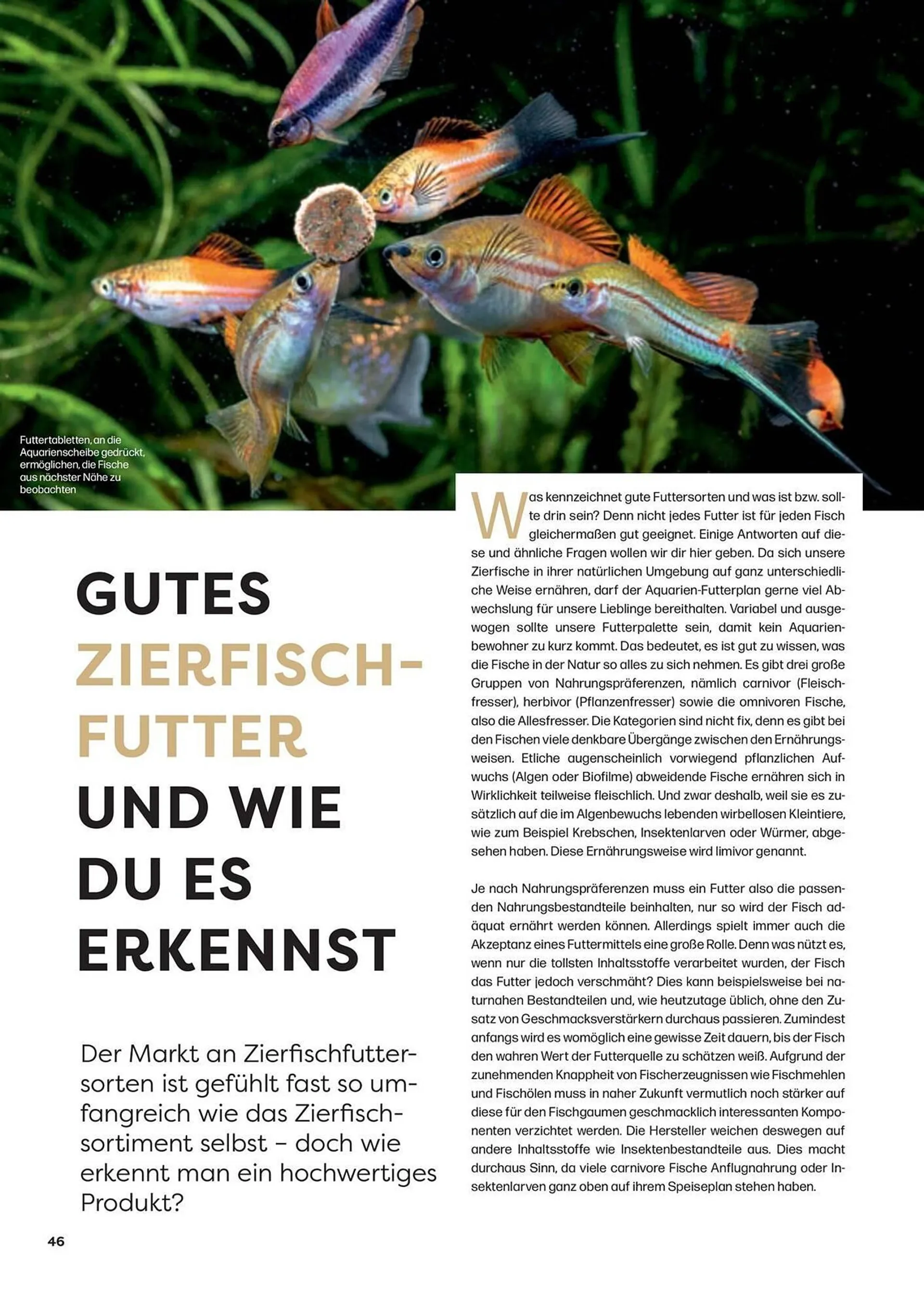 ZOO & Co Flugblatt von 30. August bis 25. Oktober 2024 - Flugblätt seite  46