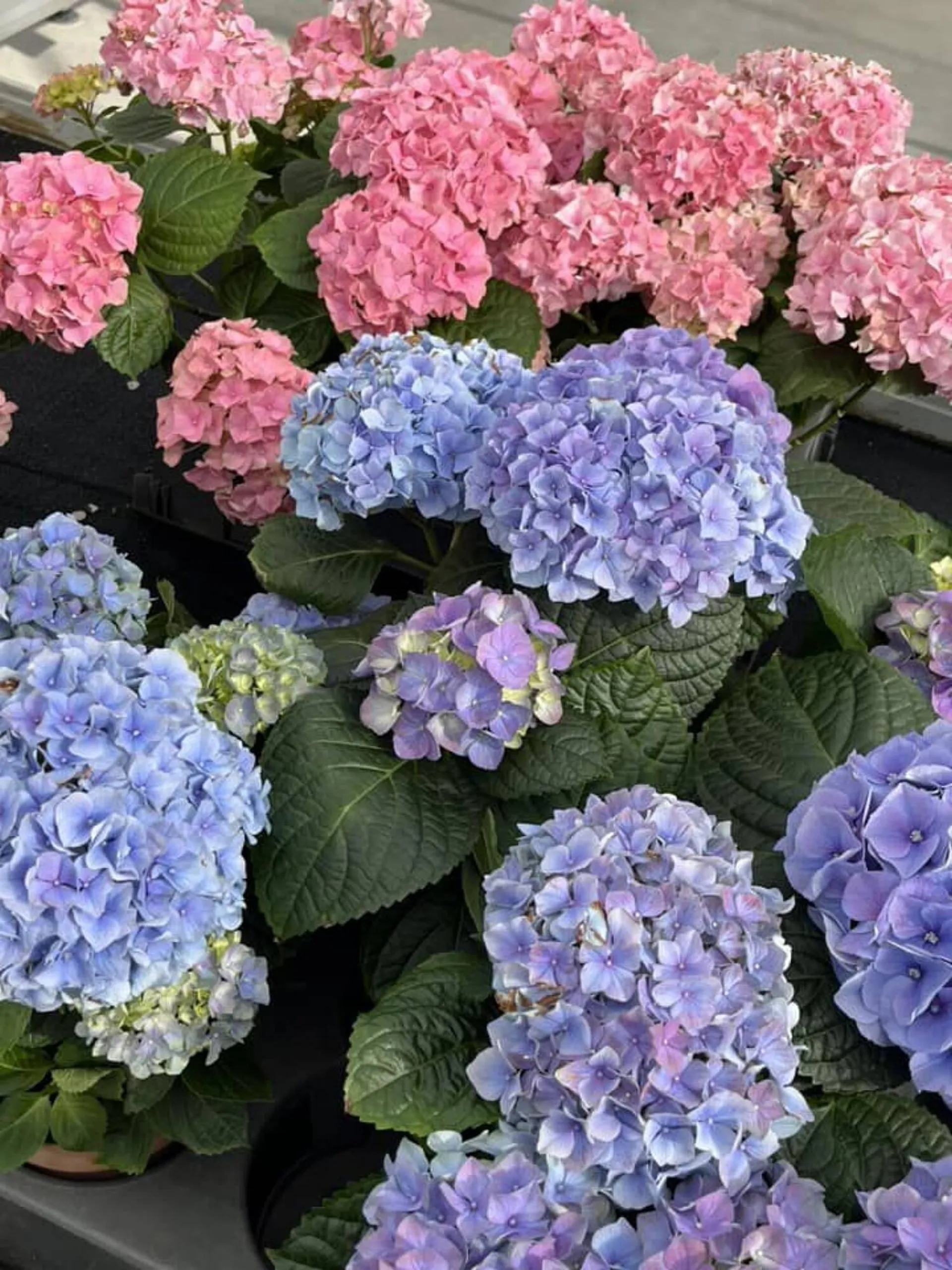 Blumen B&B Flugblatt von 24. Mai bis 13. Juni 2024 - Flugblätt seite  5