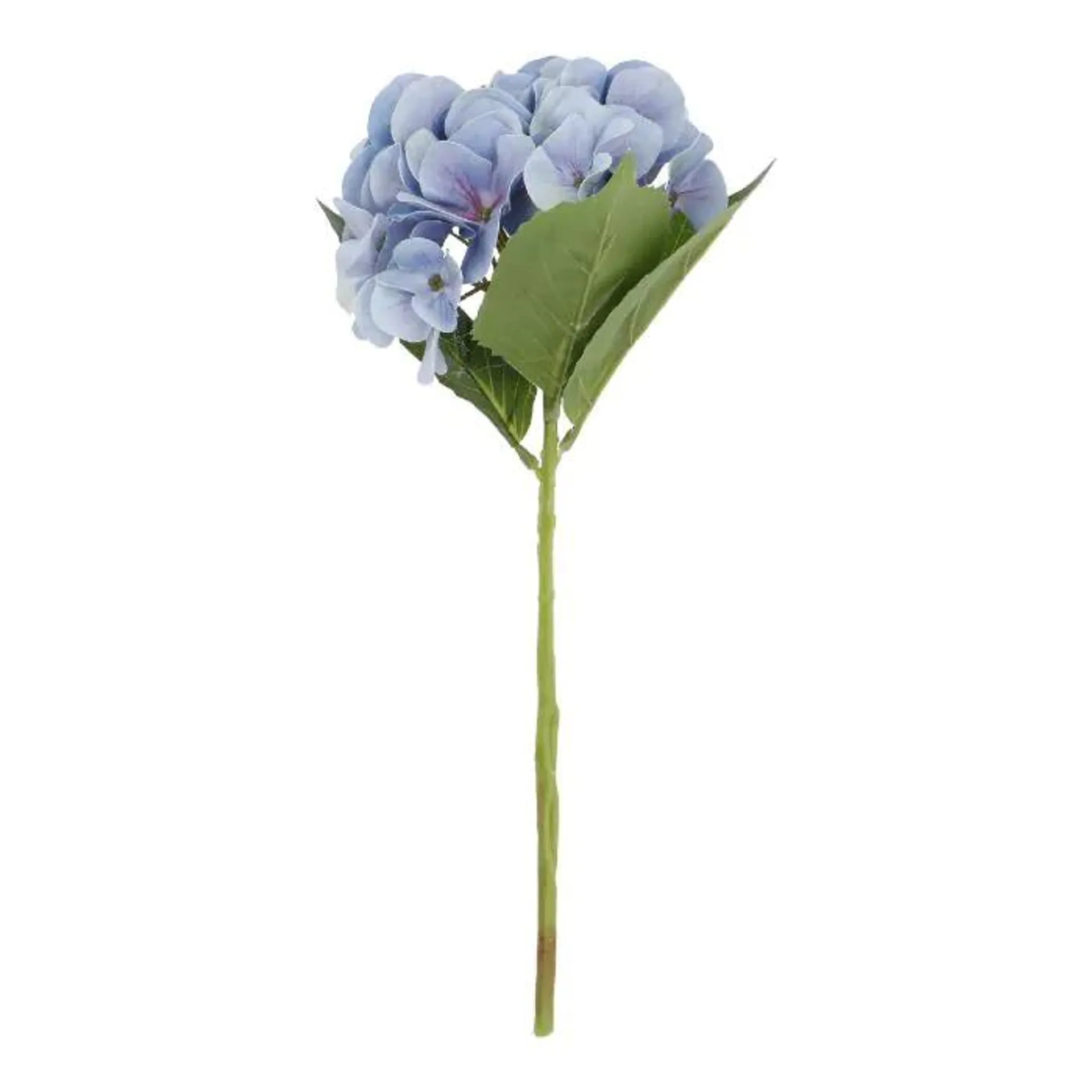 Hortensie Sophia, blau, 35 cm