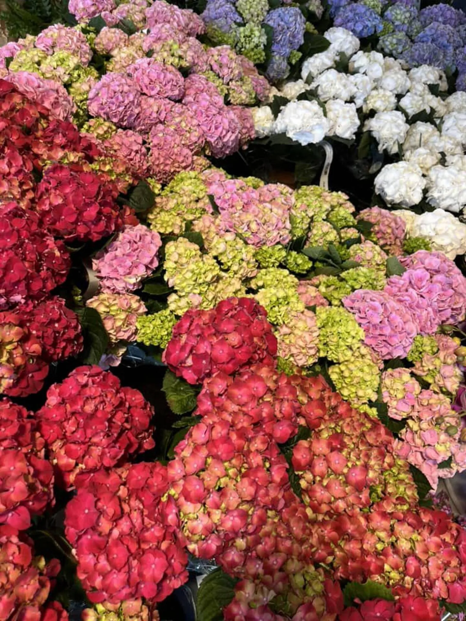 Blumen B&B Flugblatt von 24. Mai bis 13. Juni 2024 - Flugblätt seite  6