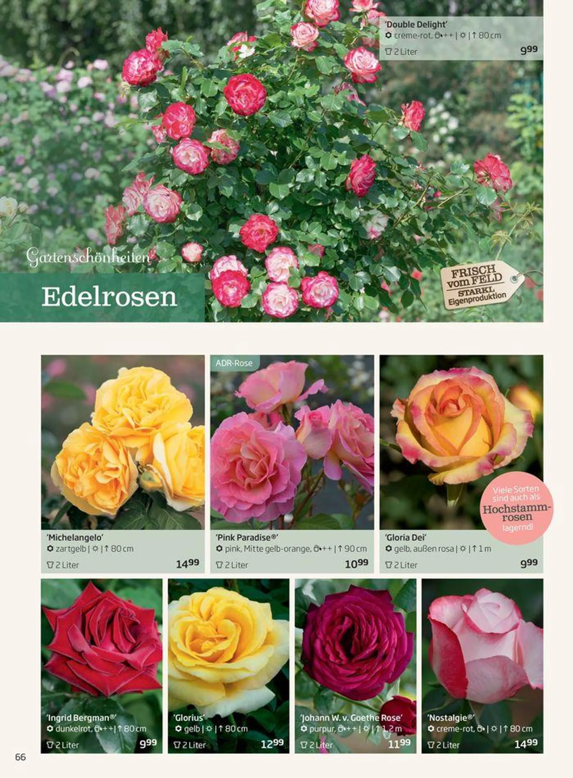 Gartencenter Jahreskatalog 2024 - 66